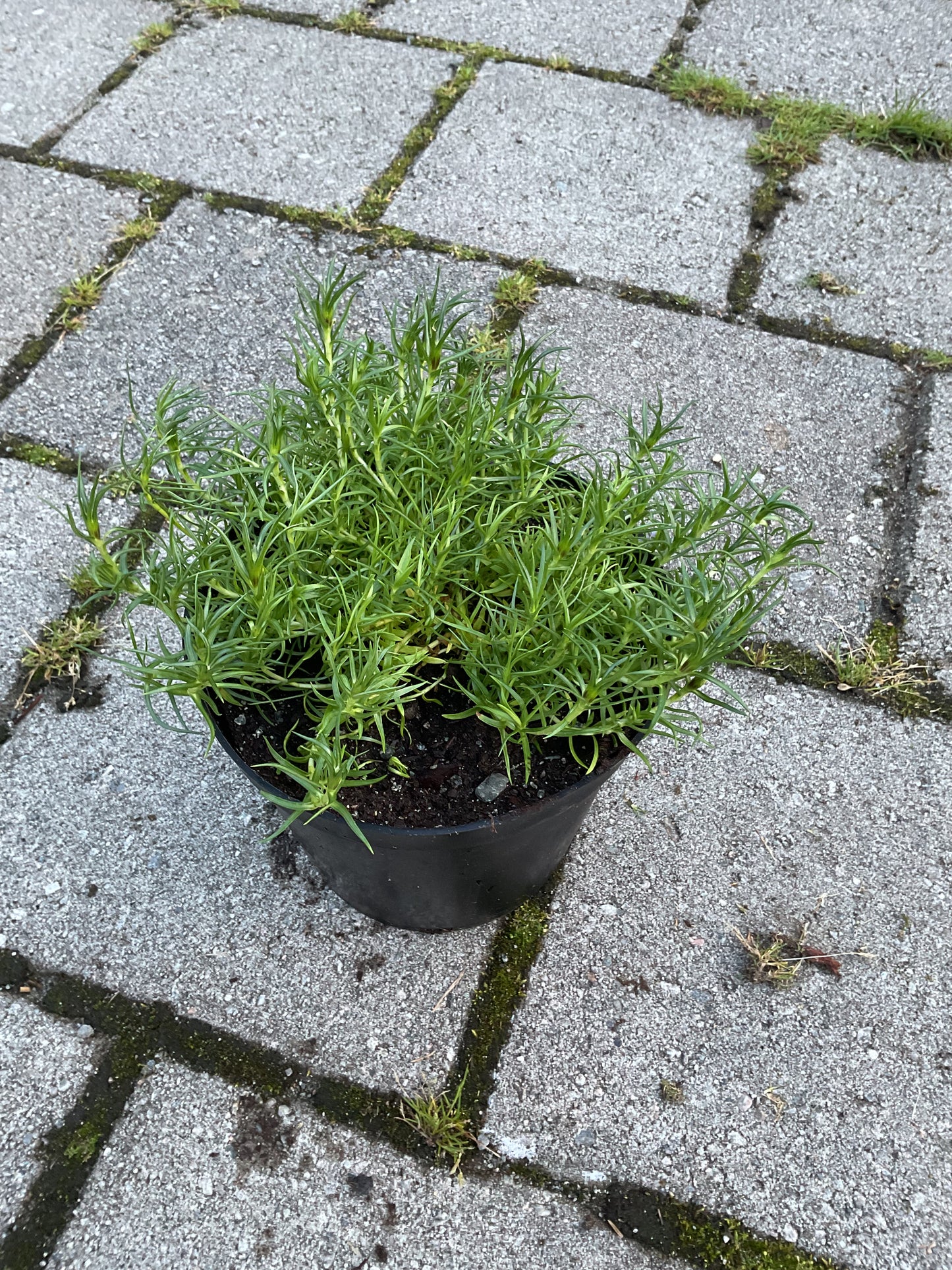 Gentiana x macaulayi ‘Kidbrooke Seedling’ P19