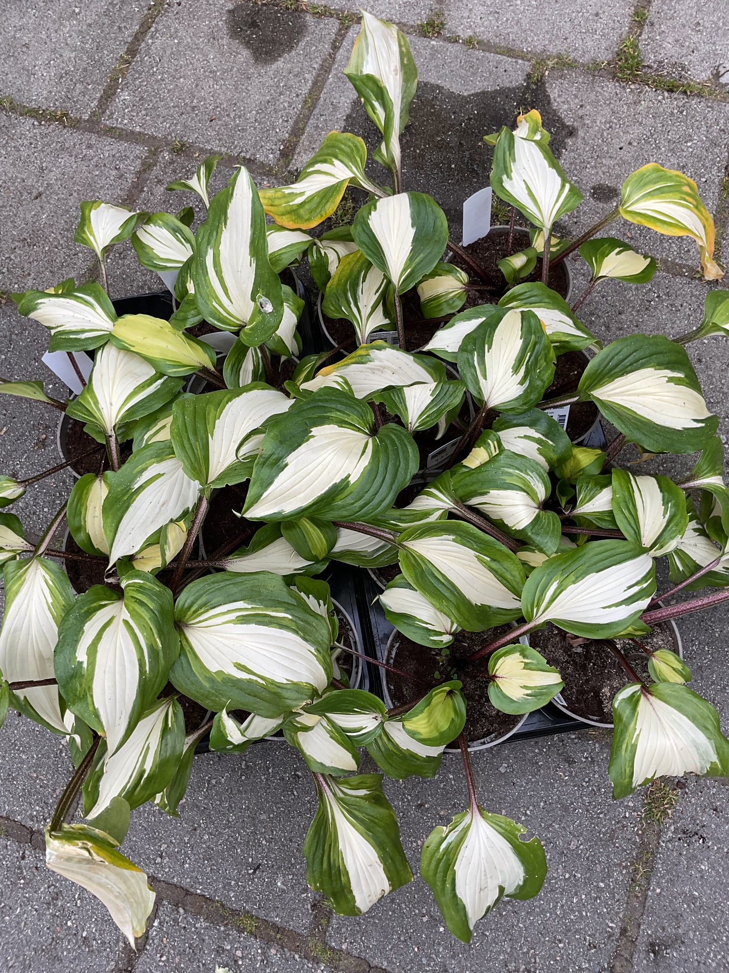 Hosta ‘Raspberry Sundae’
