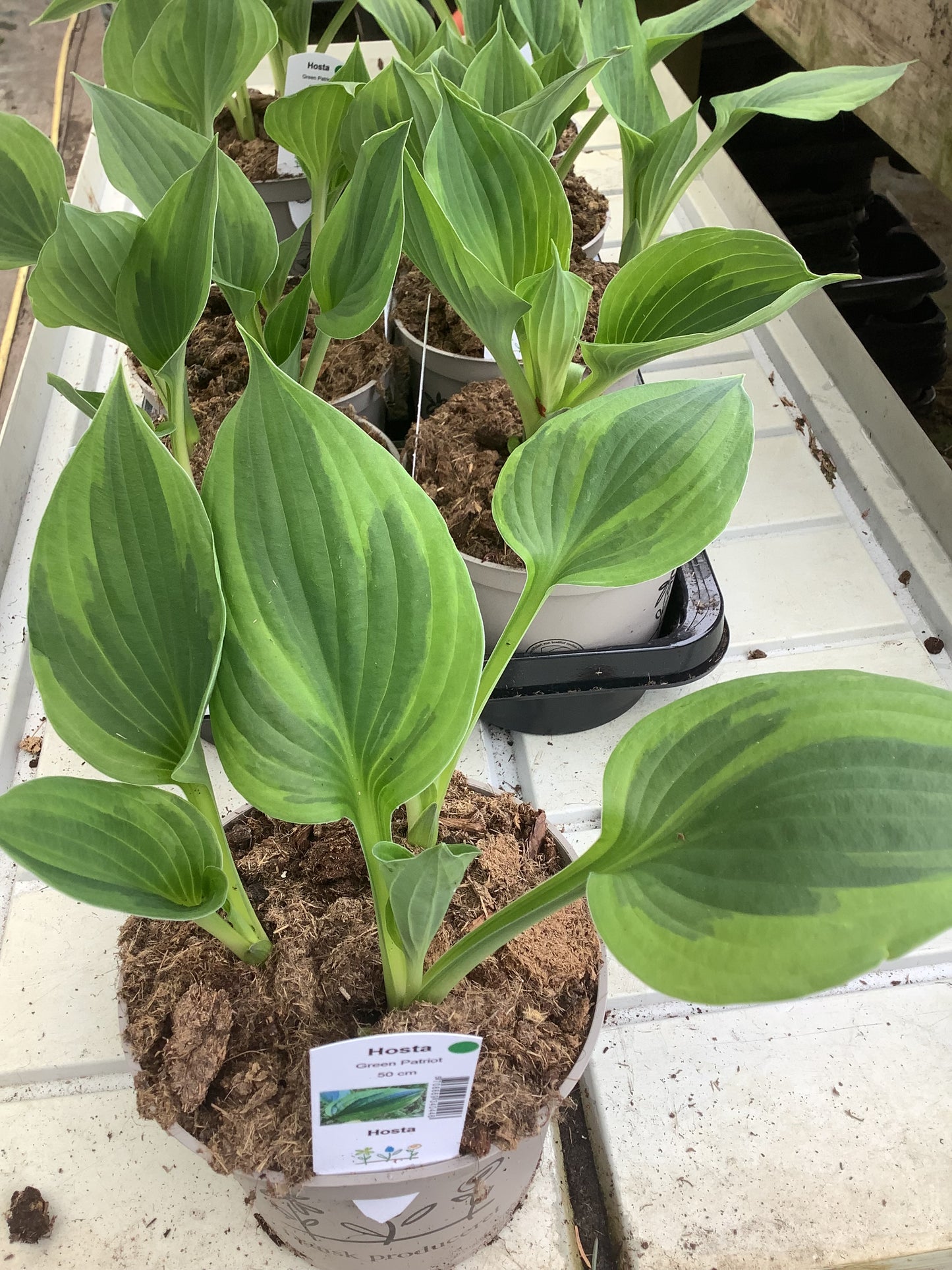 Hosta ‘Green Patriot’
