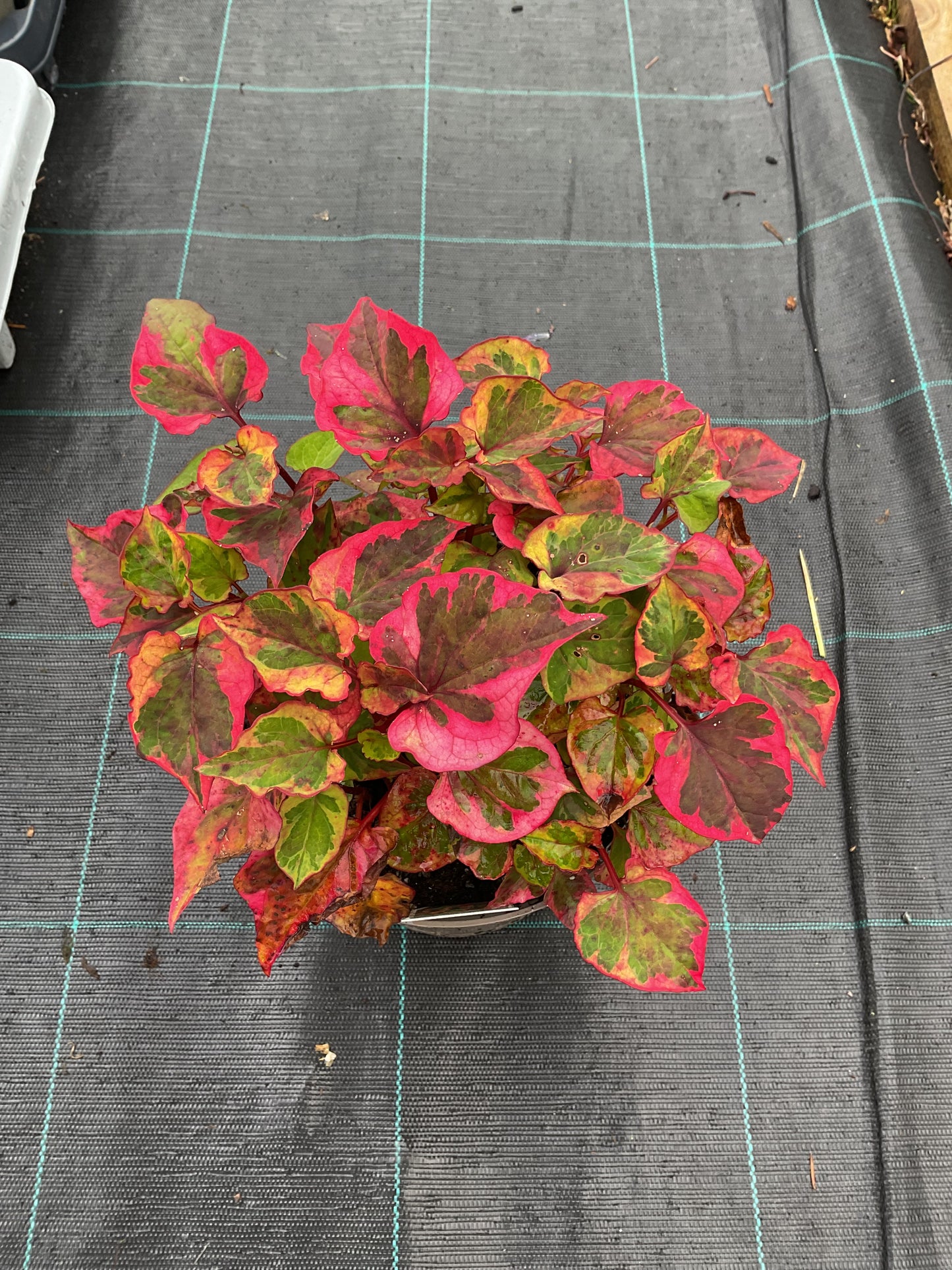 Houttuynia cordata ‘Chameleon’ P17