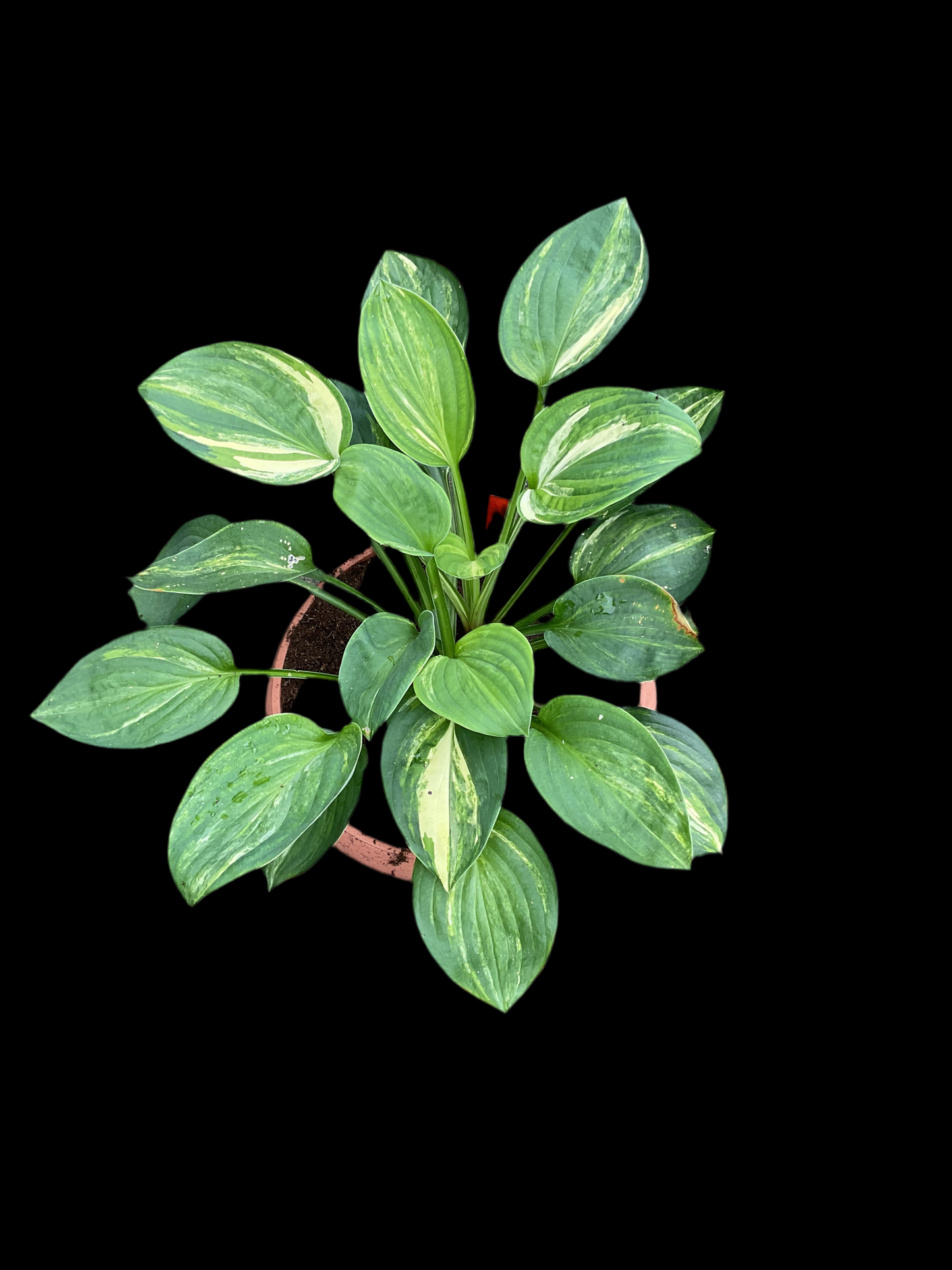 Hosta ‘William Lackman’ P10x10 cm