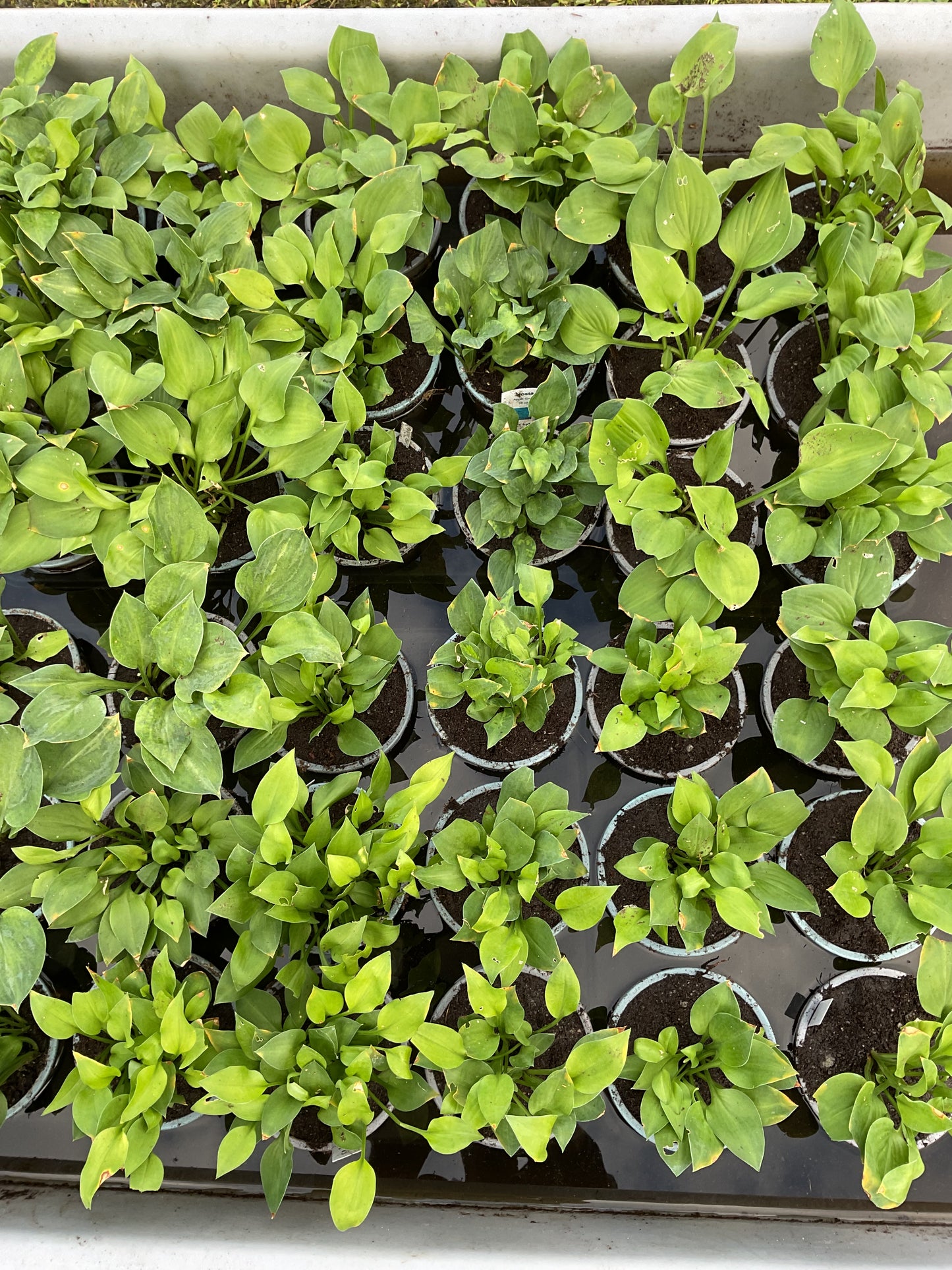 Hosta ‘Apple Green’