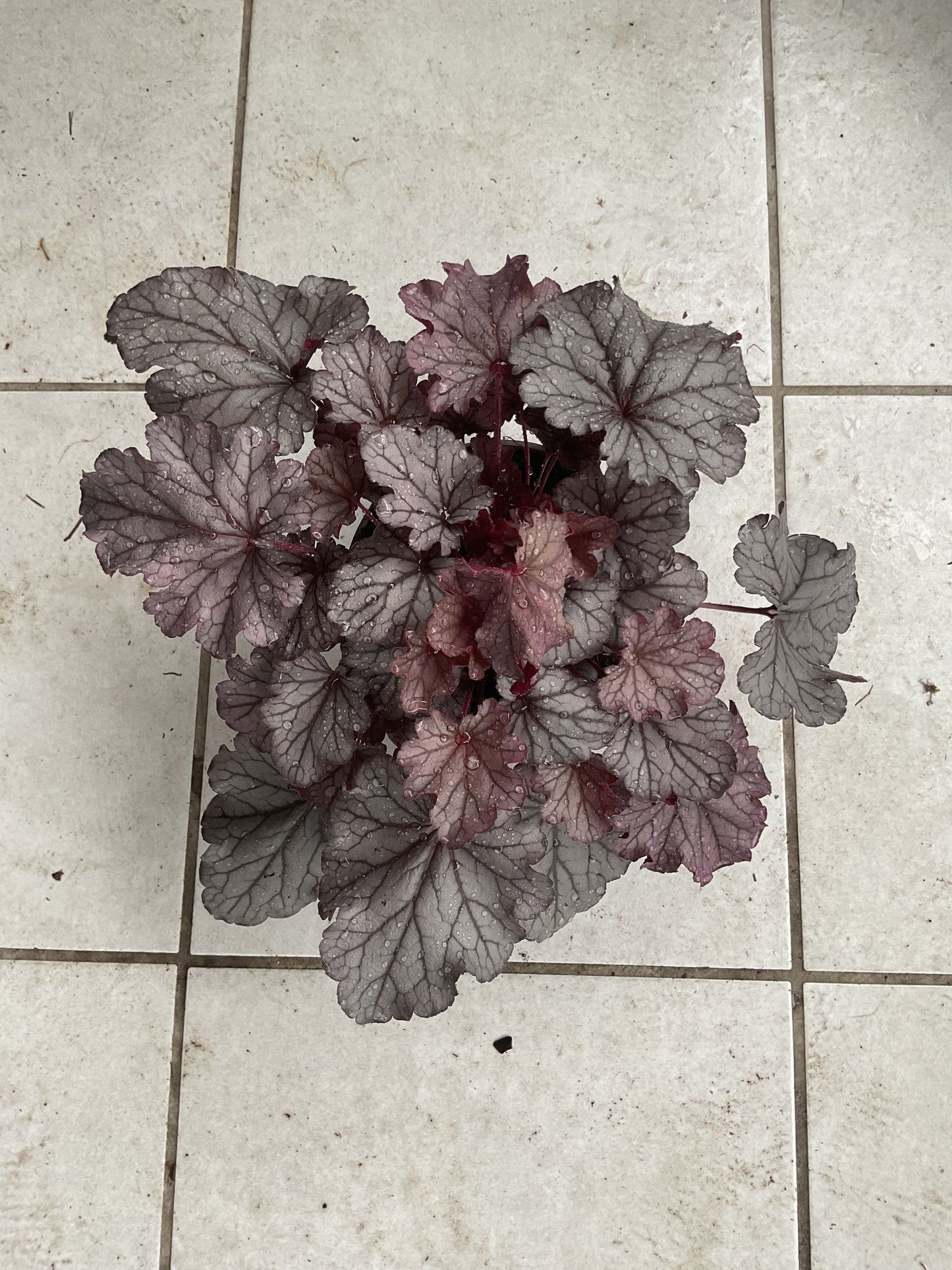 Heuchera ‘Huckleberry’ P15