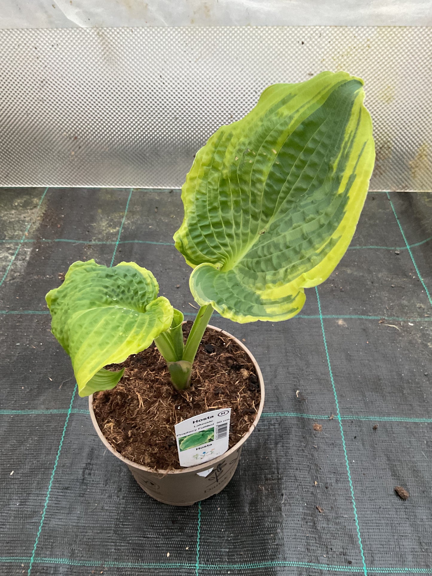 Hosta ‘Lakeside Prophecy Fulfilled’ P15