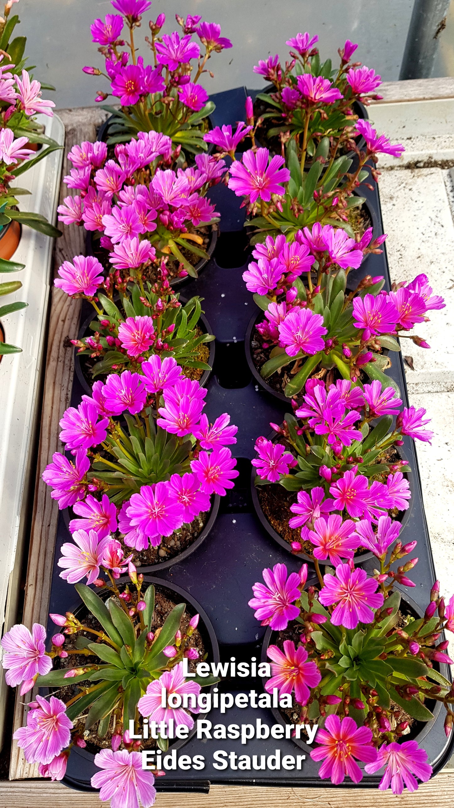 Lewisia longipetala ‘Little Raspberry’