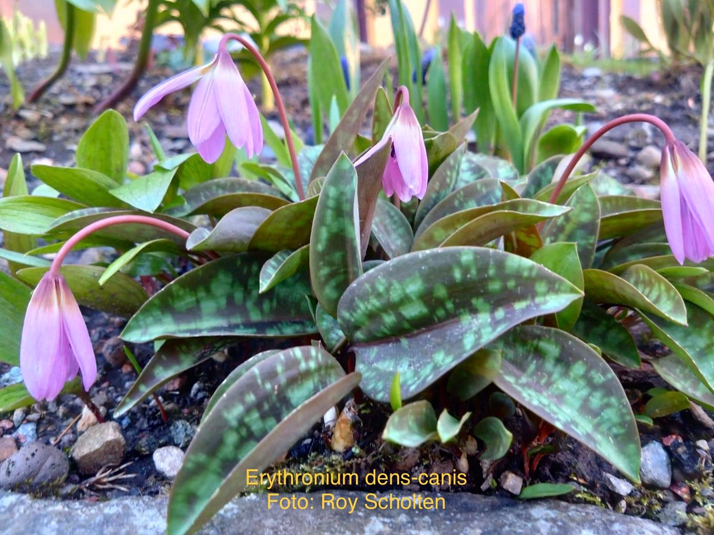 Erythronium dens-canis