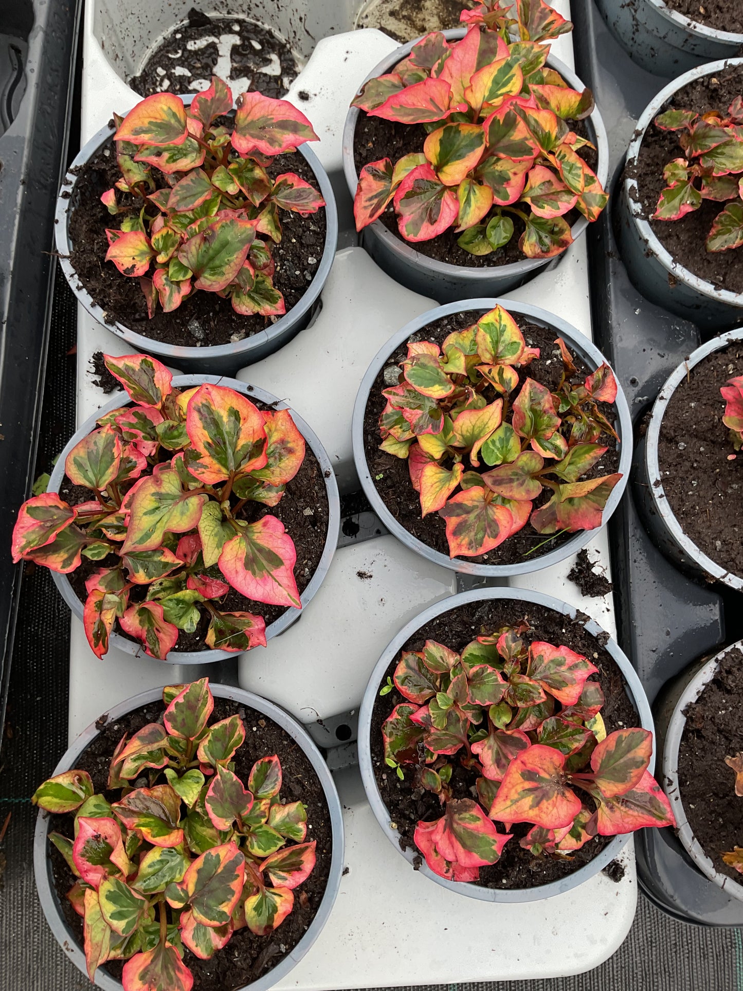 Houttuynia cordata ‘Chameleon’ P12