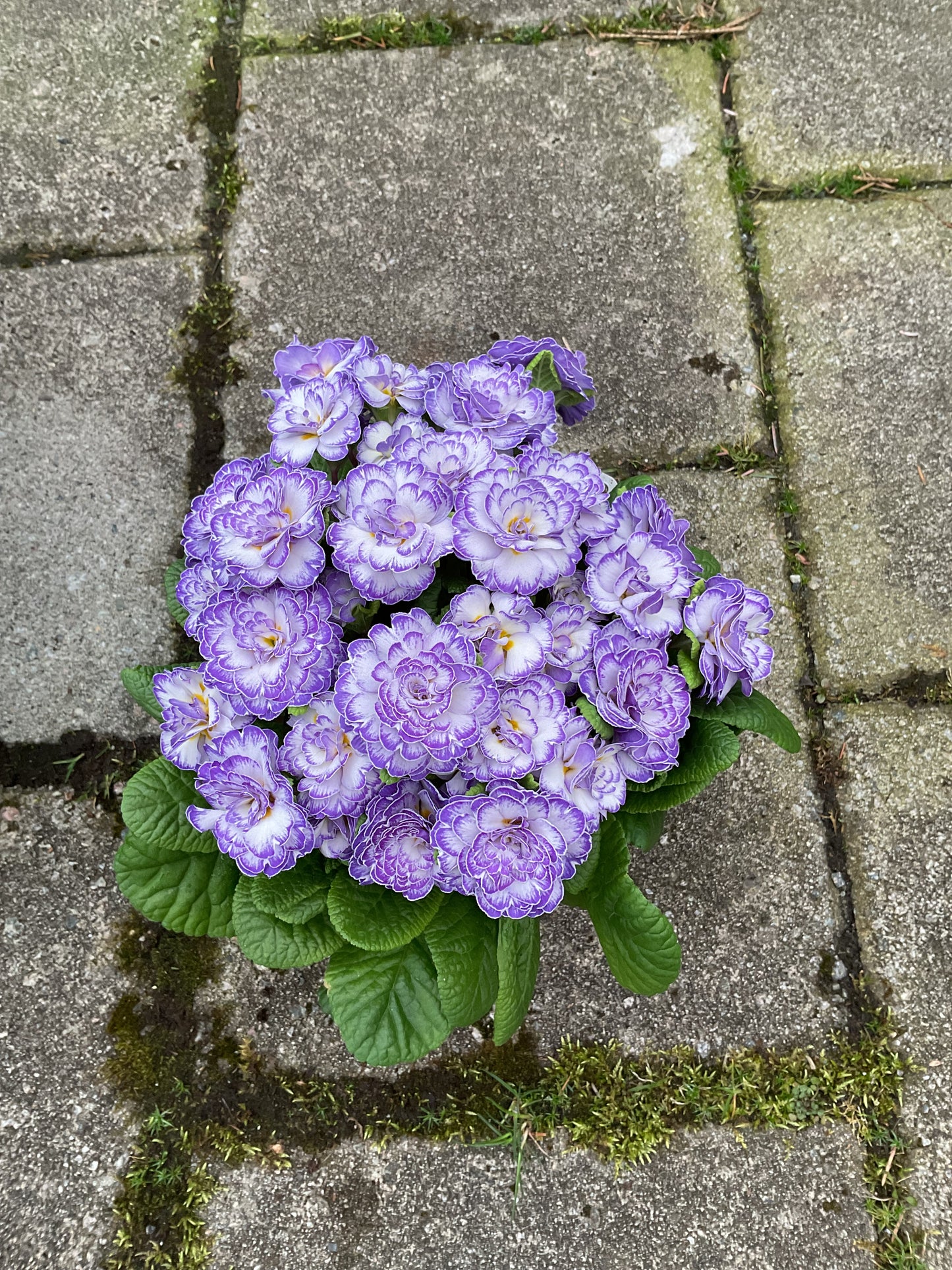 Primula Belarina ‘Blue Ripples’ P13