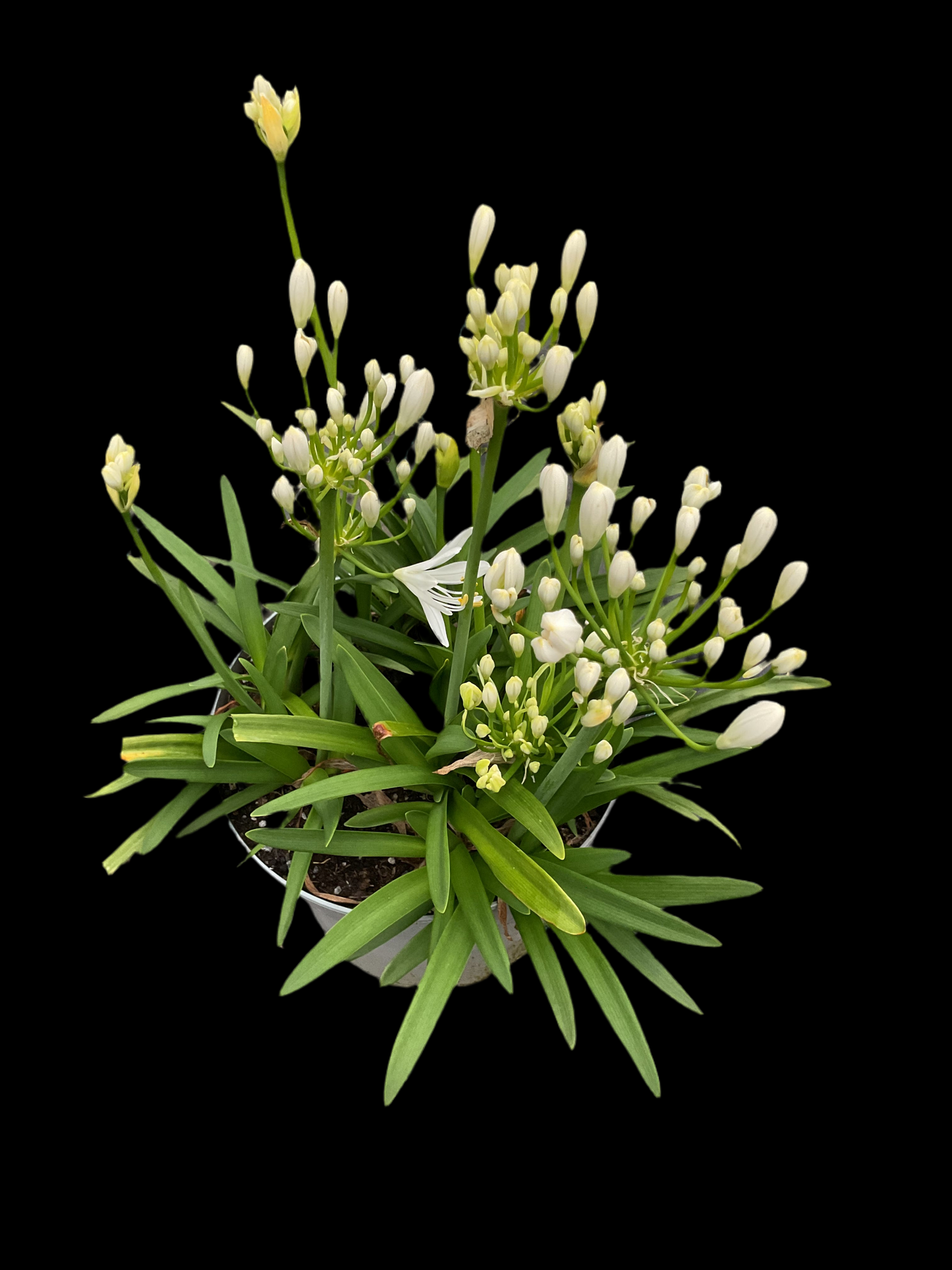 Agapanthus hybrid Hvit P19