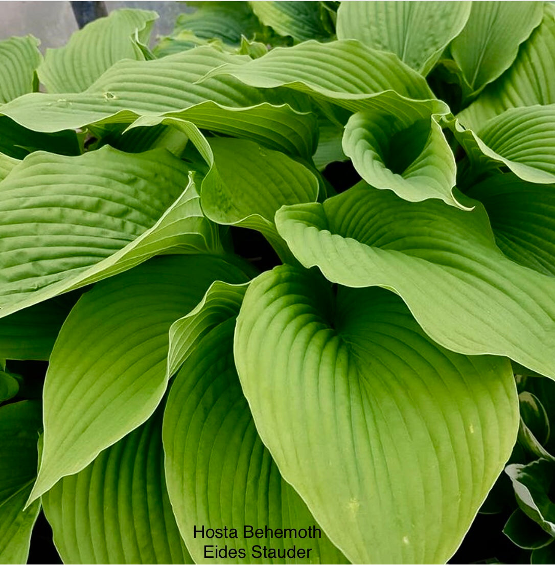 Hosta ‘Behemoth’