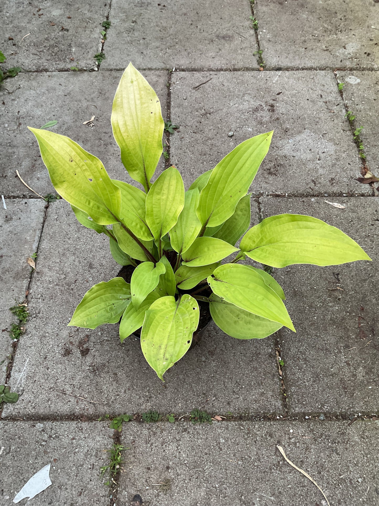 Hosta ‘Fire Island’
