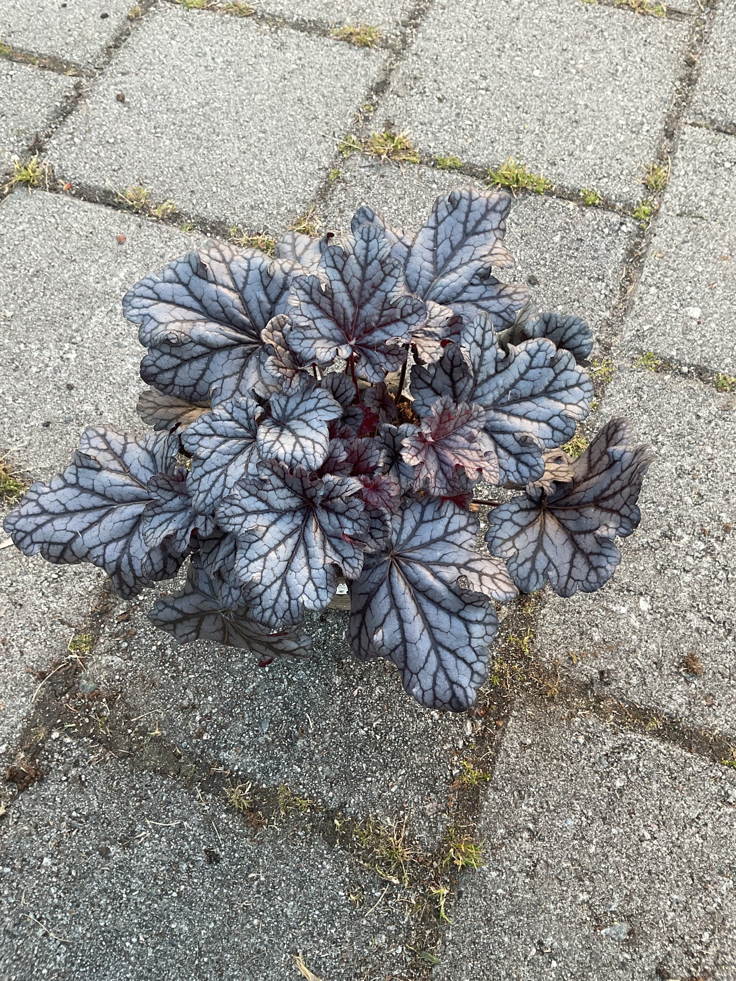 Heuchera ‘Timeless Treasure’ P15