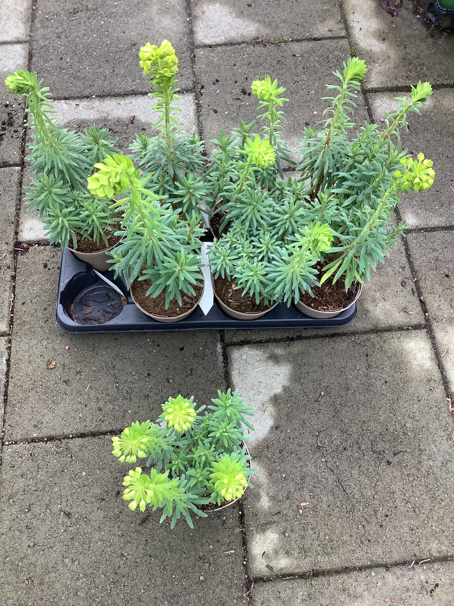 Euphorbia characias ‘Wulfenii’