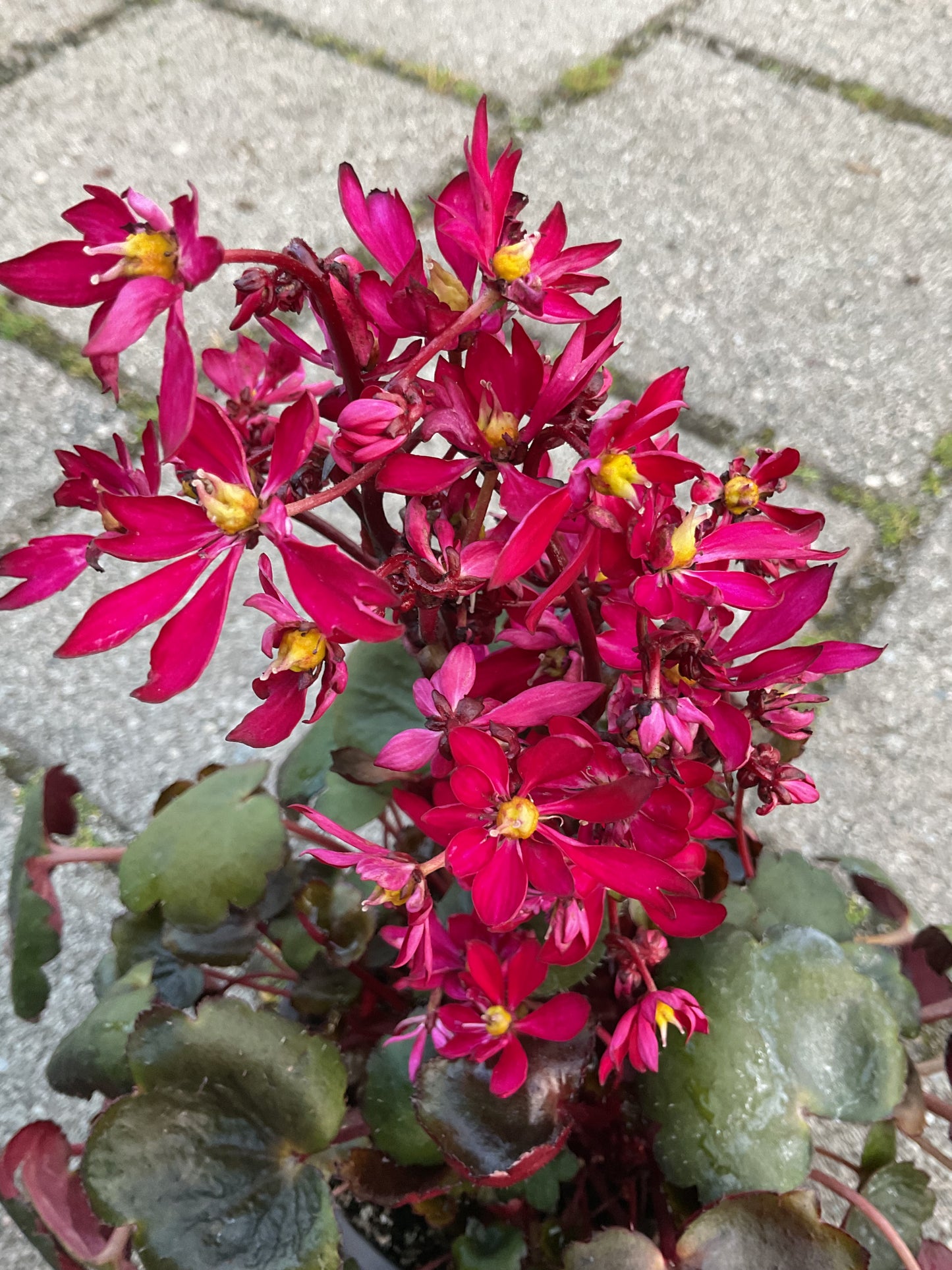 Saxifraga cortusifolia ‘Dancing Pixies Tally’ Rød P13