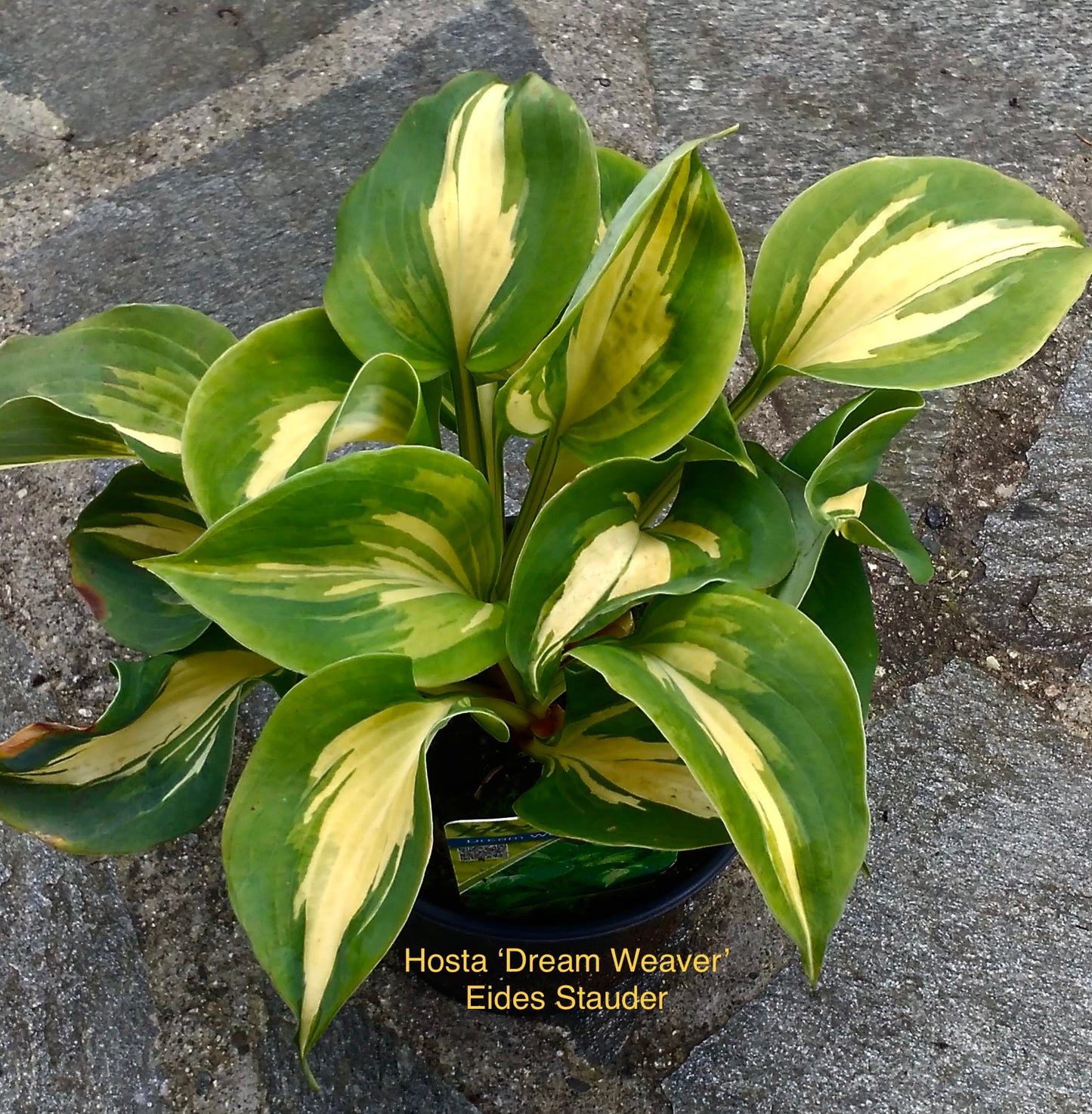 Hosta ‘Dream Weaver’