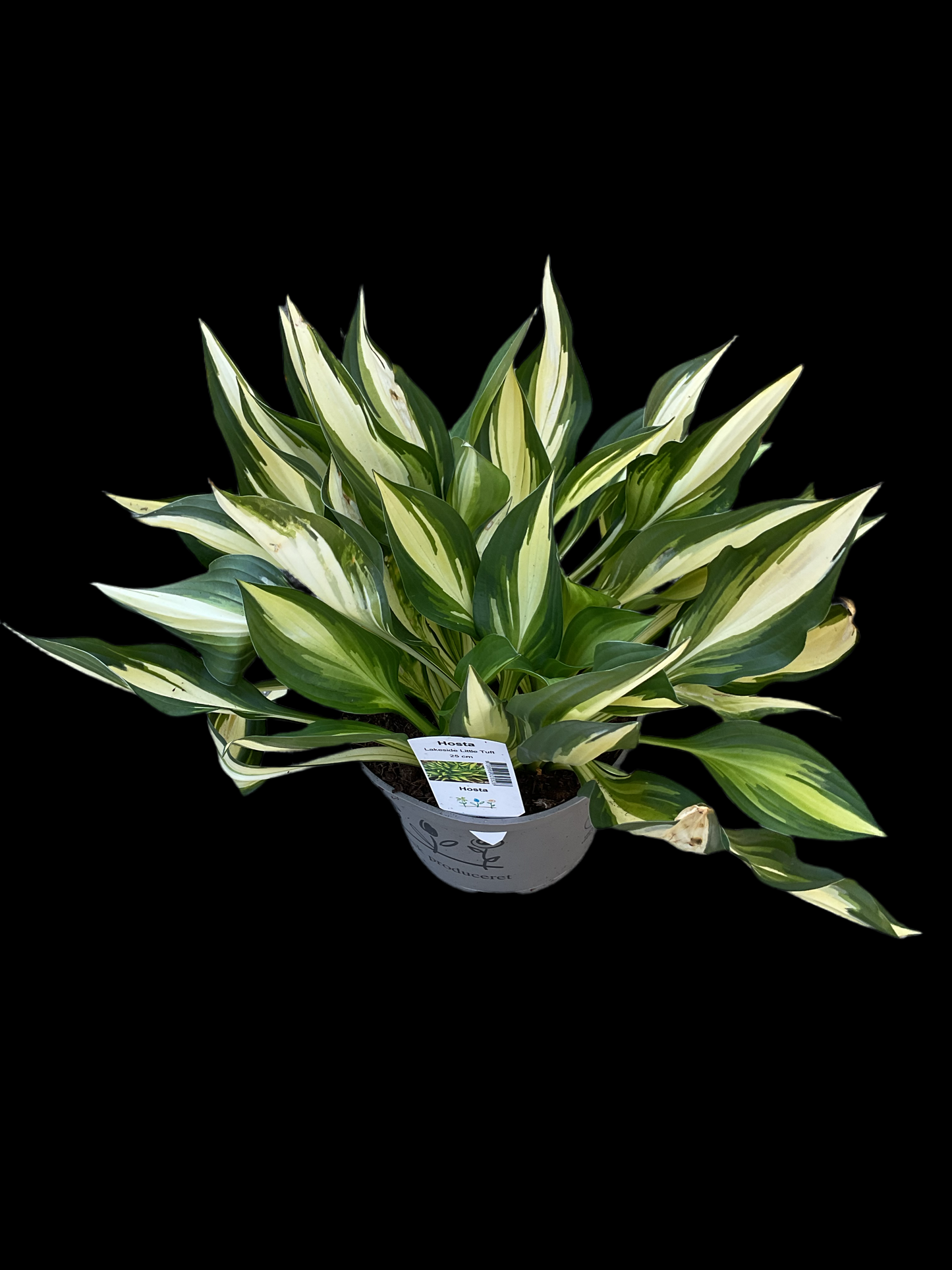 Hosta ‘Lakeside Little Tuft’