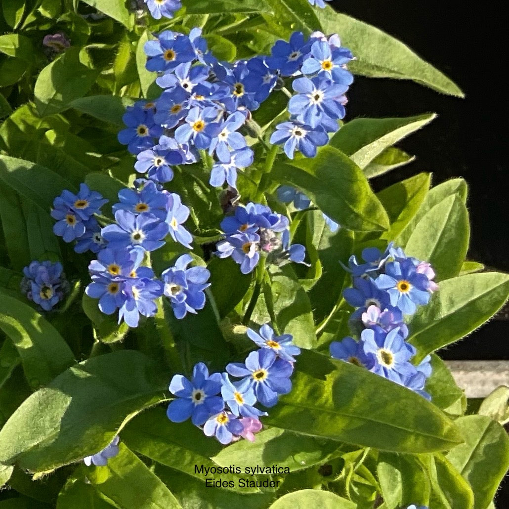Myosotis sylvatica Blå P10