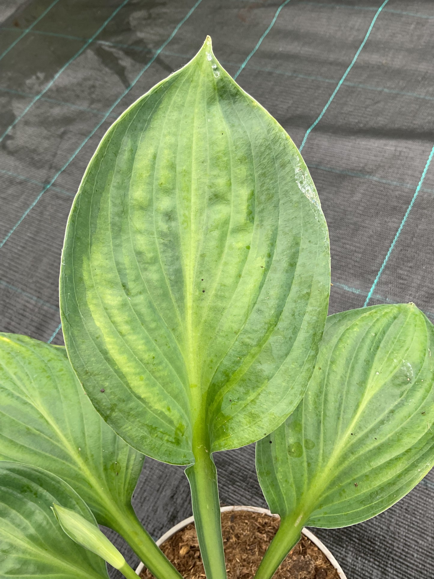Hosta ‘Mac Glory’ P15