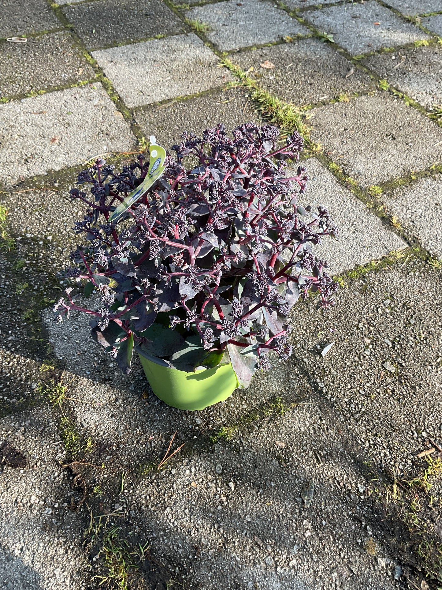 Sedum telephium ‘Seduction Rosé Soirée' P17