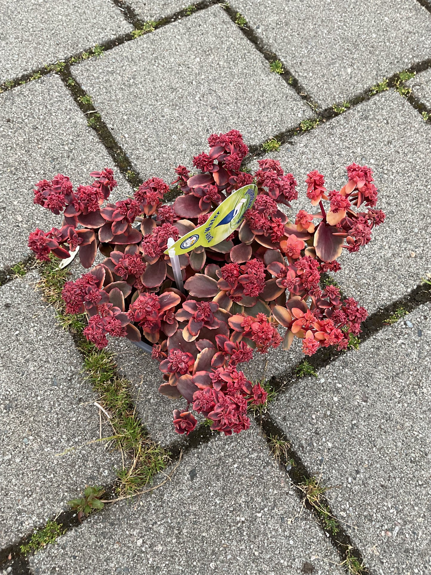 Sedum hyb.’Sunsparkler Wildfire’ P17