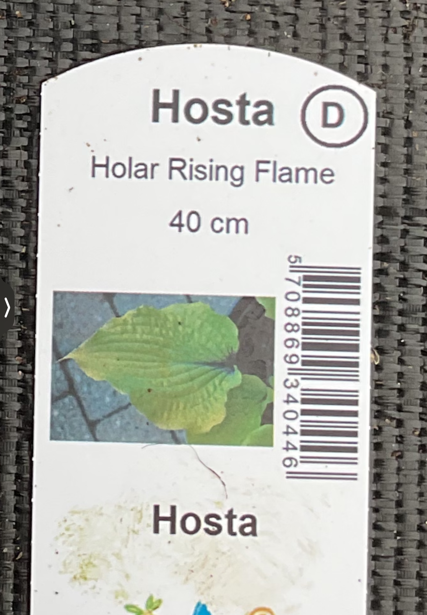 Hosta ‘Holar Rising Flame’ P15