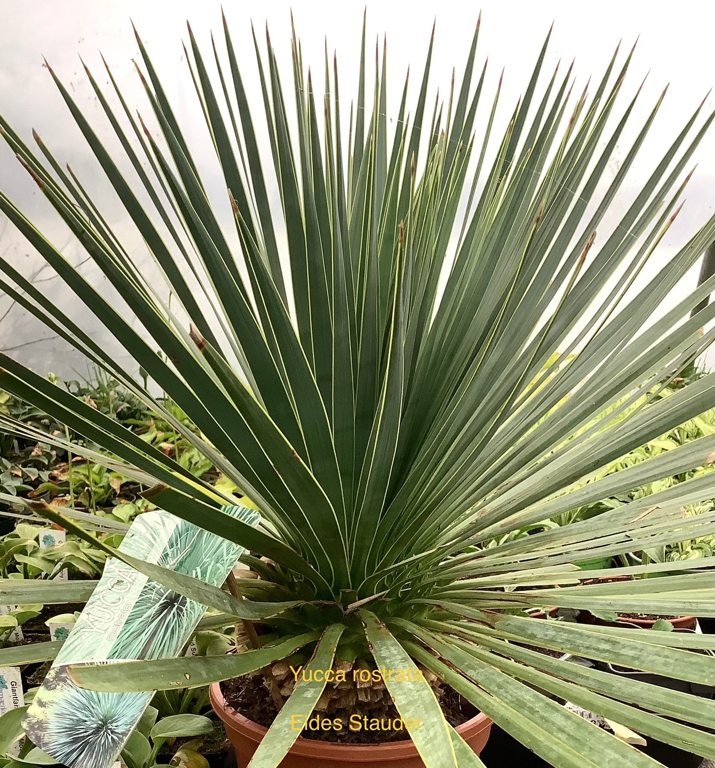 Yucca rostrata