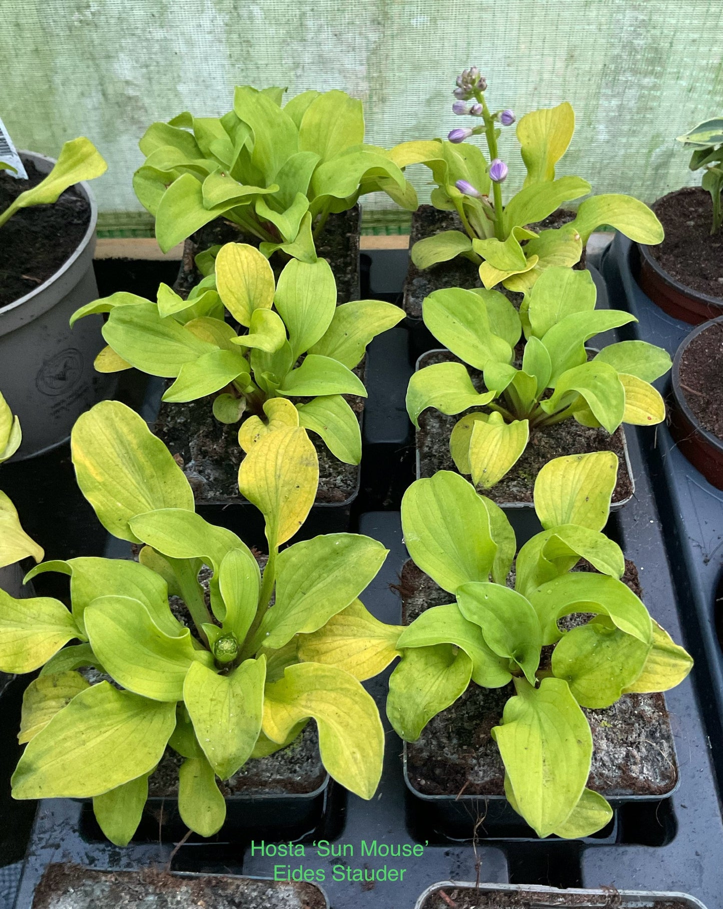 Hosta ‘Sun Mouse’ P9x9 cm