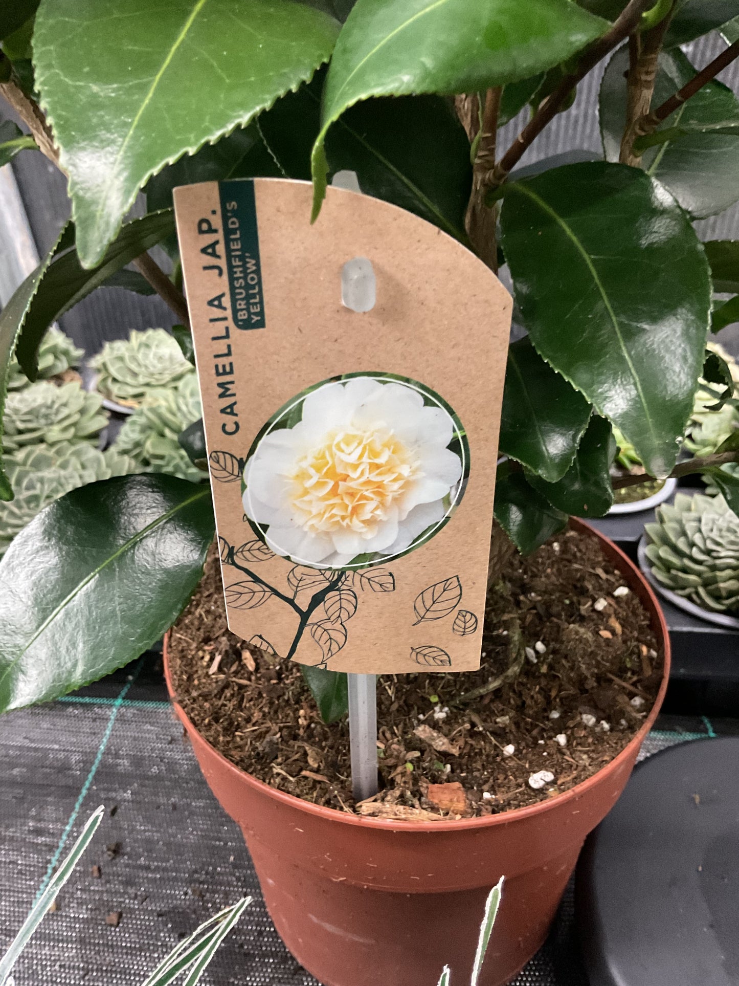 Camellia japonica ‘Brushfield’s Yellow’