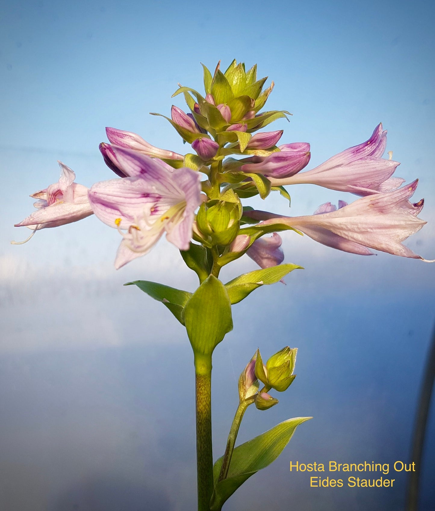 Hosta ‘Branching Out’