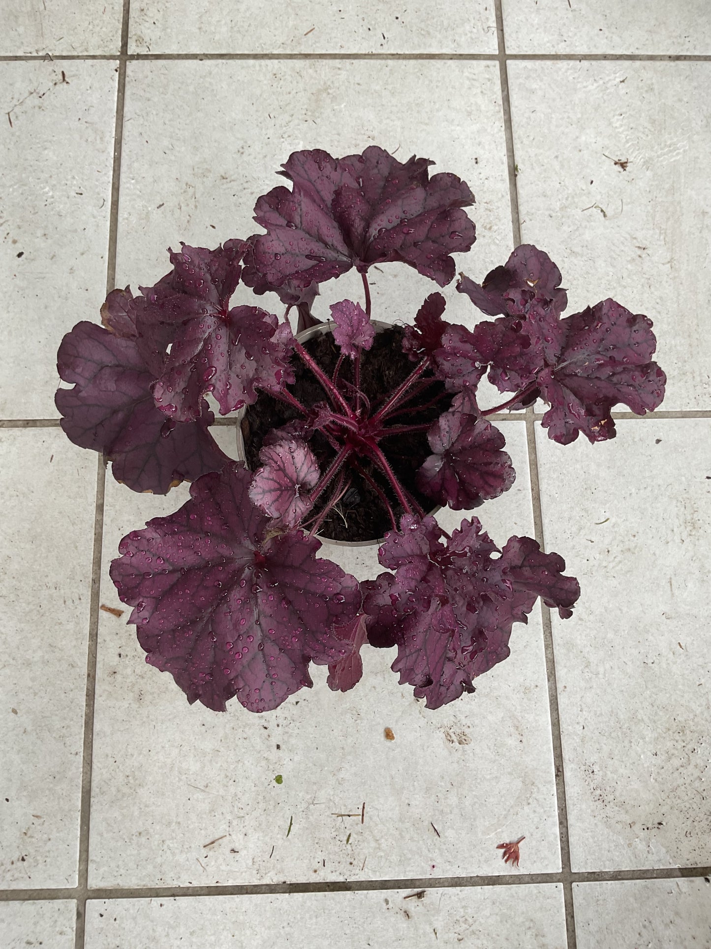 Heuchera ‘Forever Purple’ P15