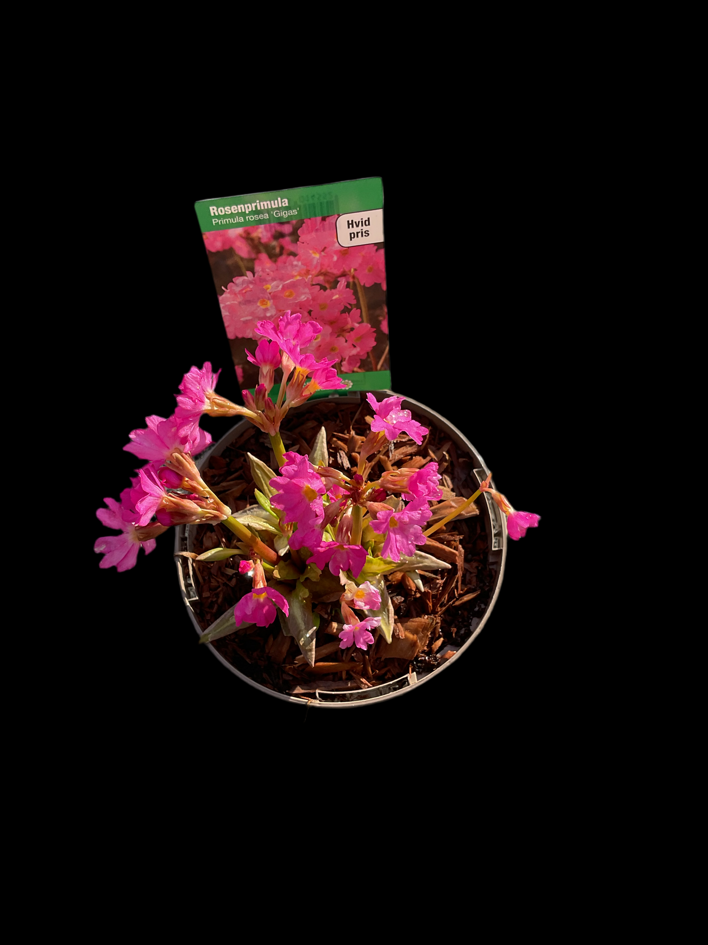 Primula rosea ‘Gigas’