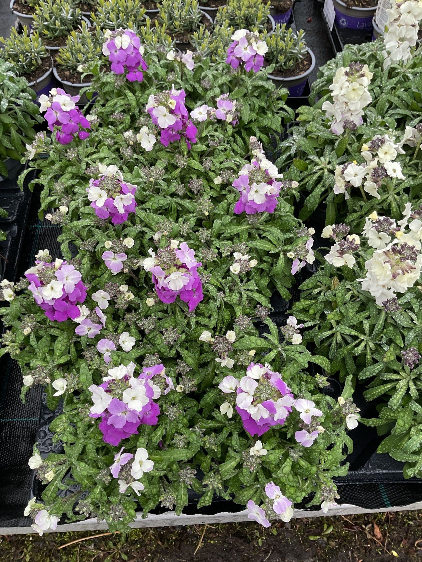Erysimum cheiri P12