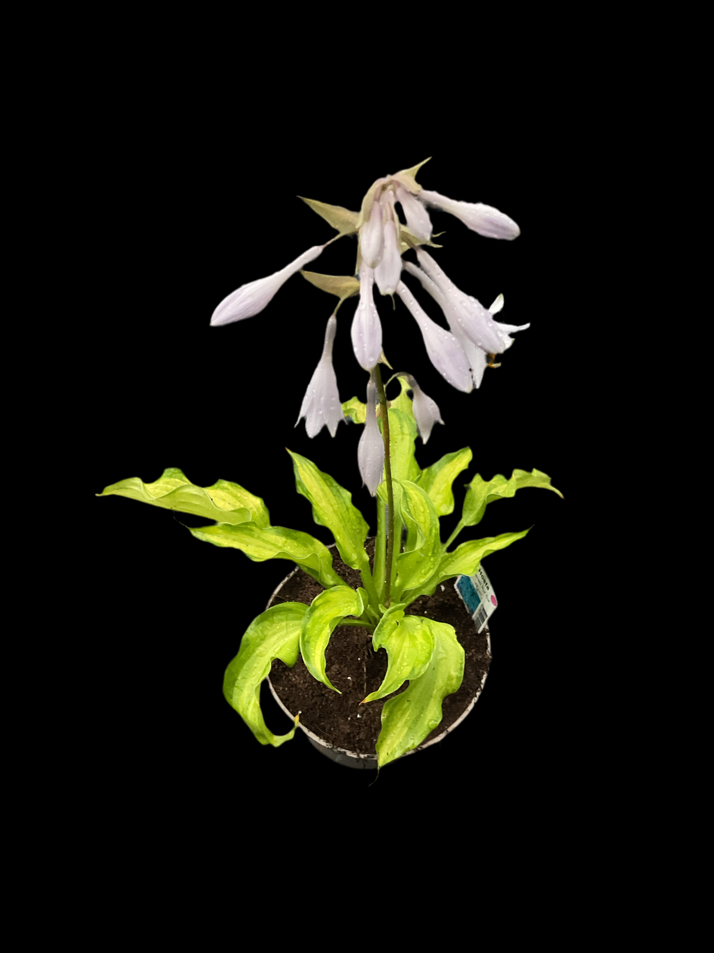 Hosta ‘Emerald Ruff Cut’ P15
