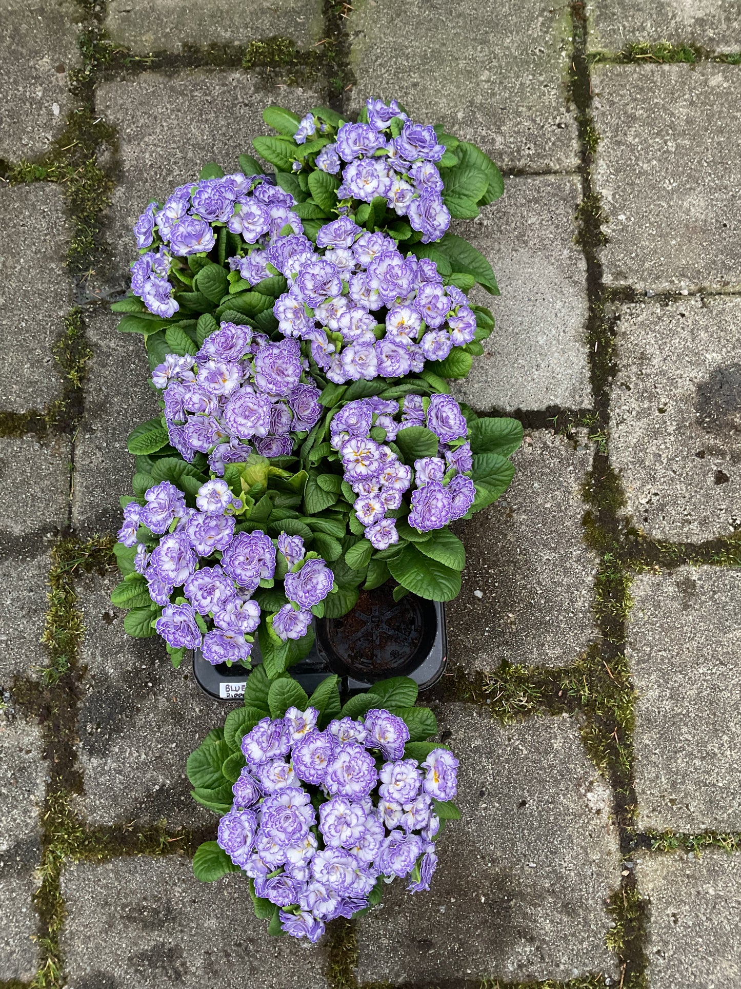 Primula Belarina ‘Blue Ripples’ P13