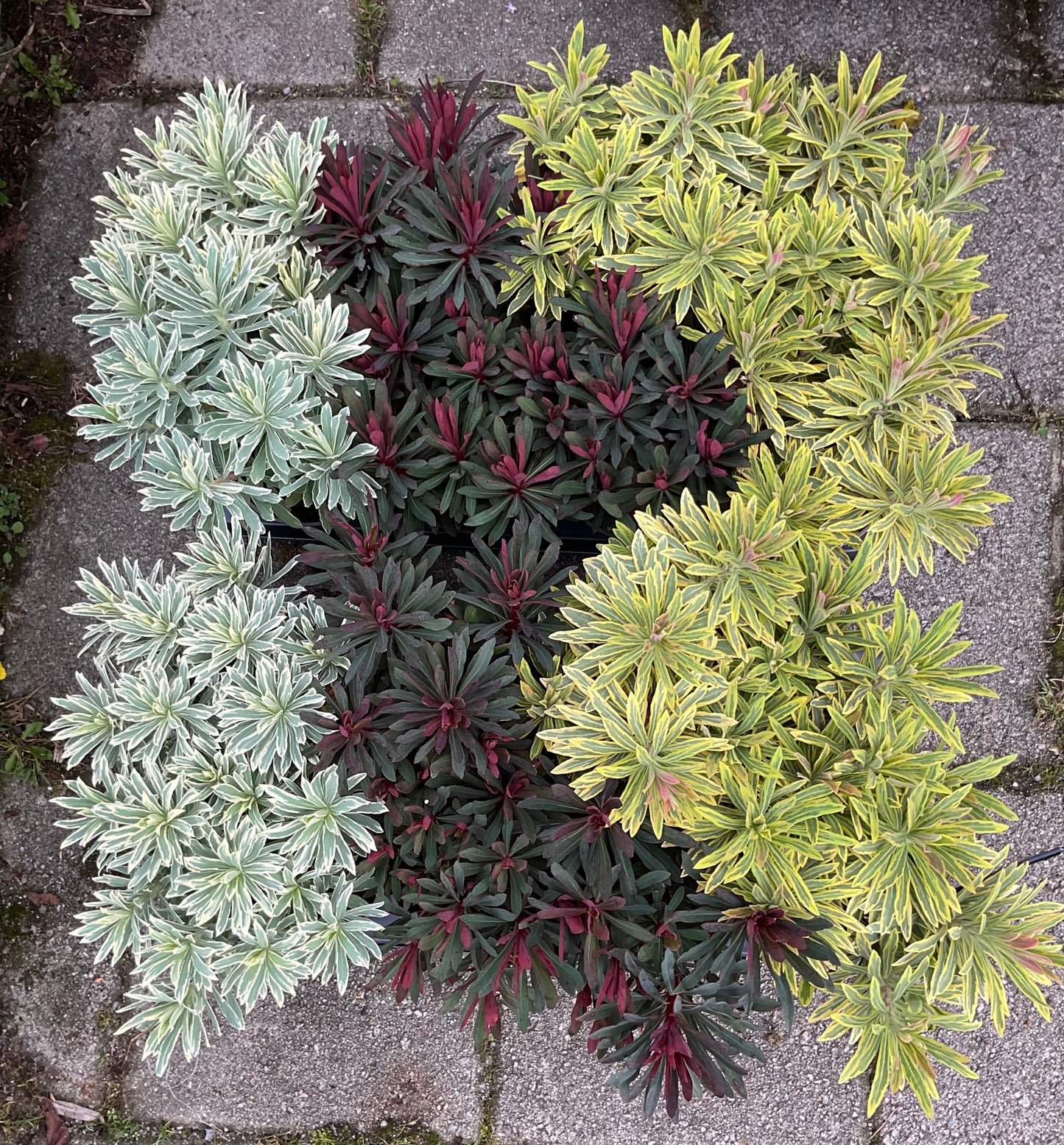 Euphorbia mix av 3 sorter P13