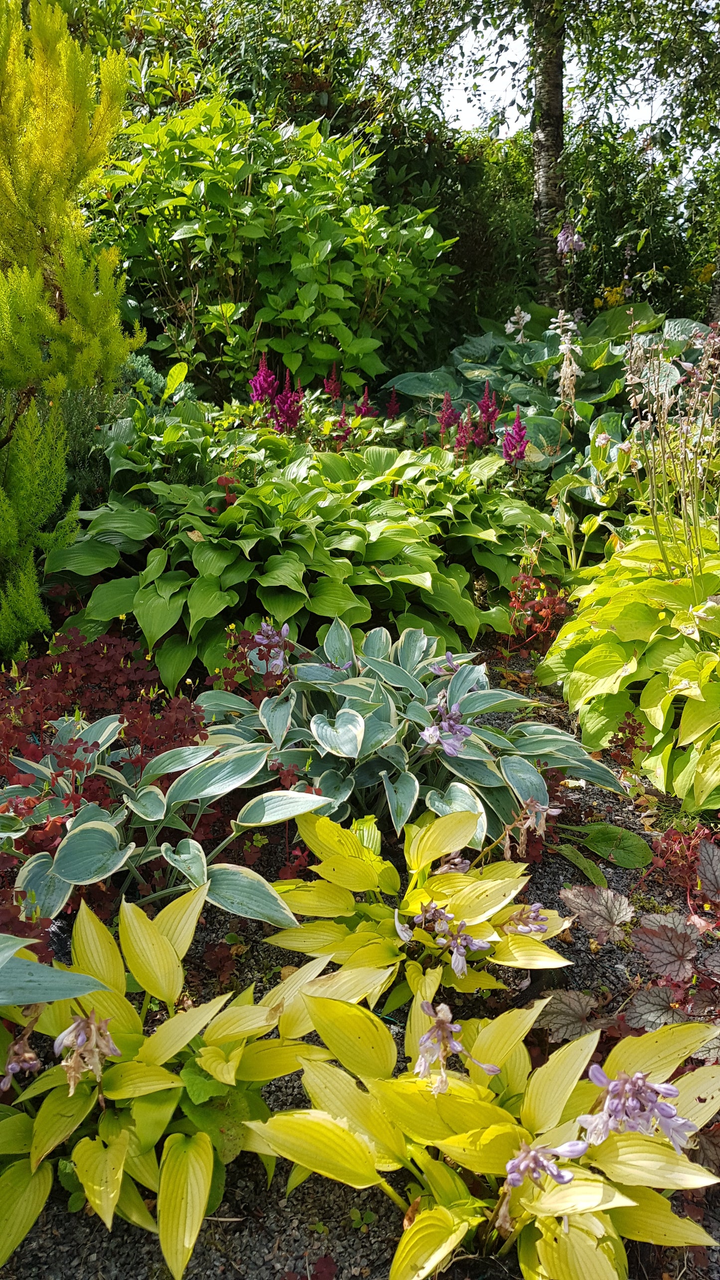 Hosta ‘June Fever’
