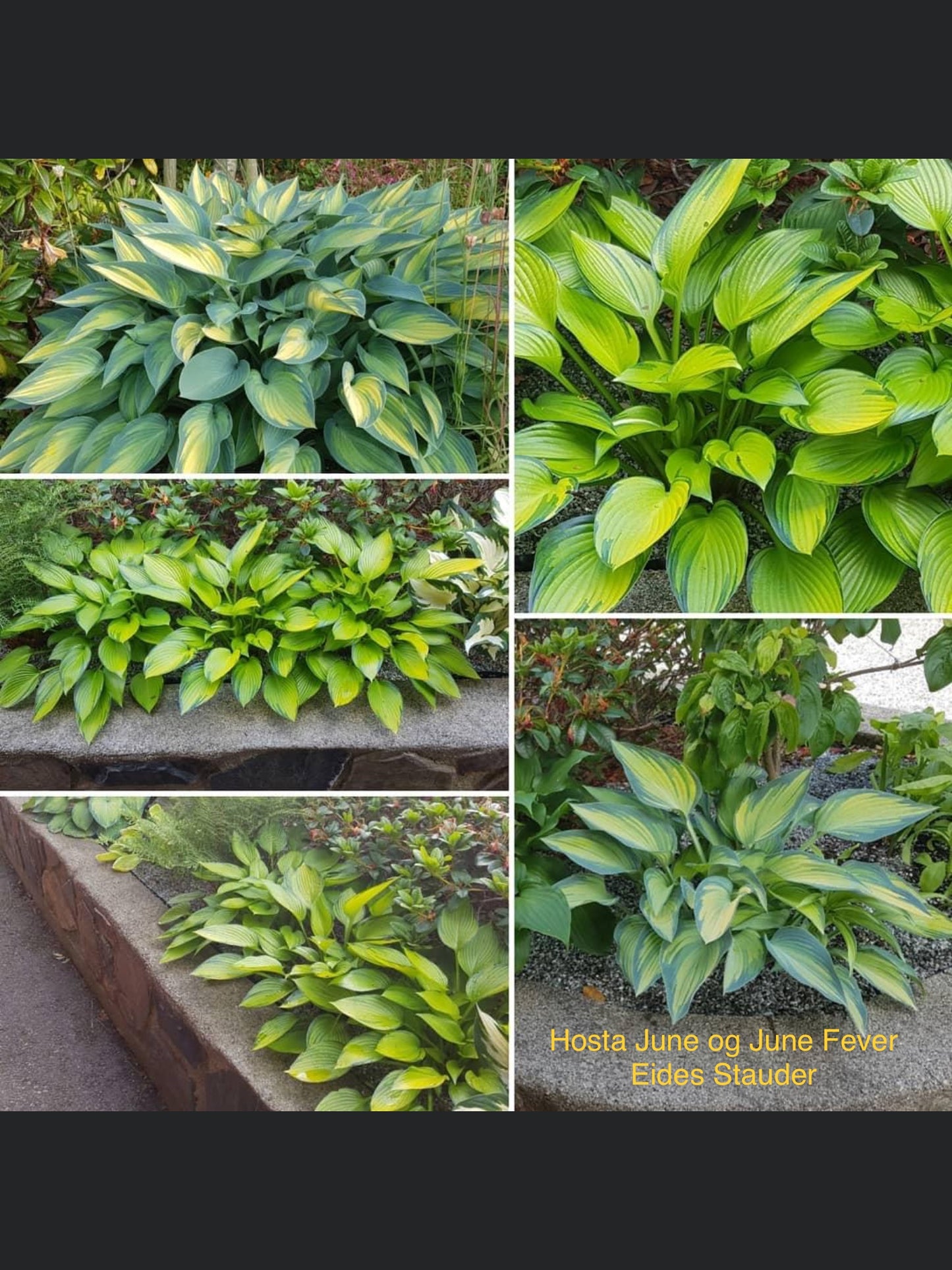 Hosta ‘June Fever’