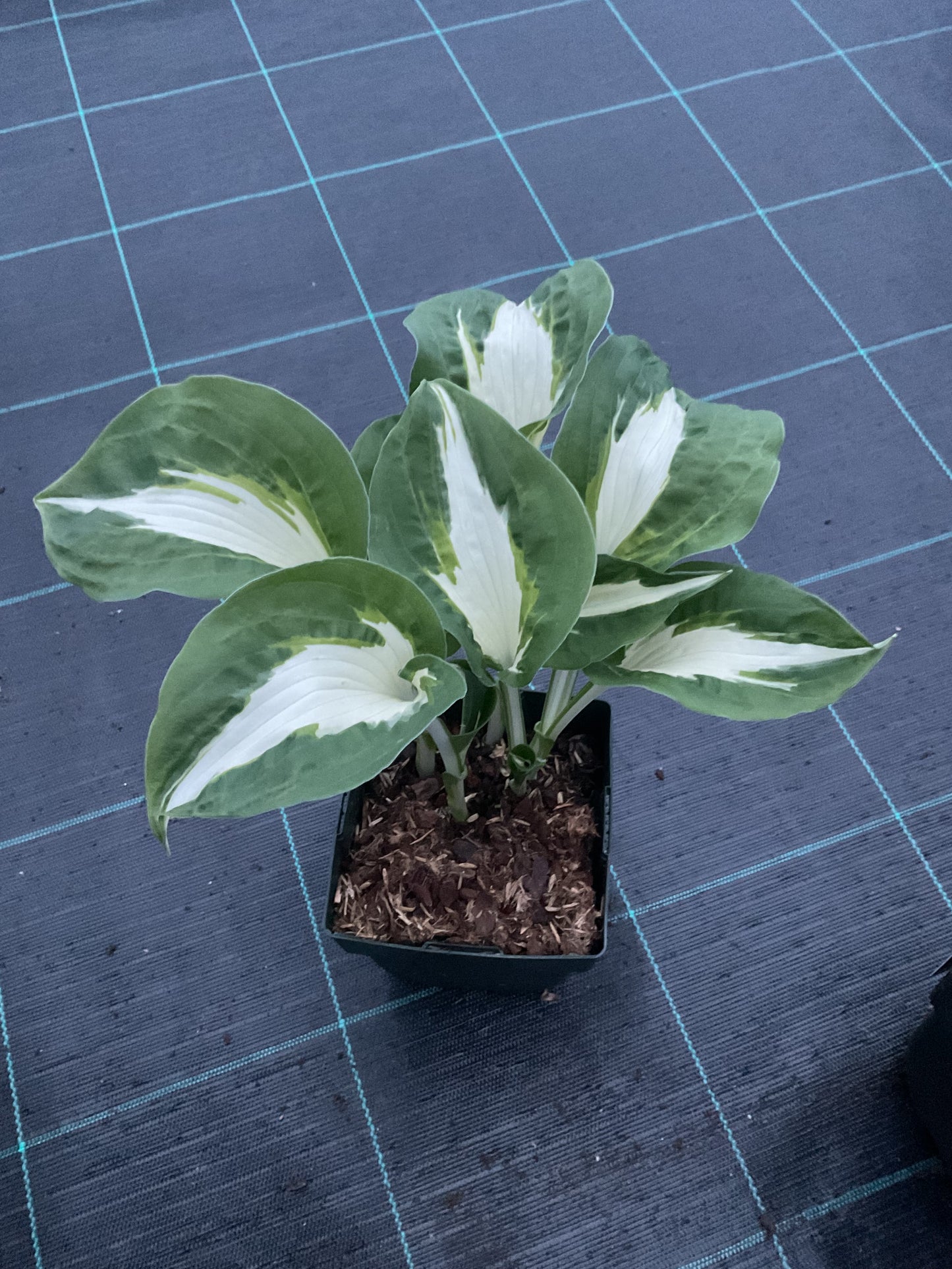 Hosta ‘Night Before Christmas’ P11x11