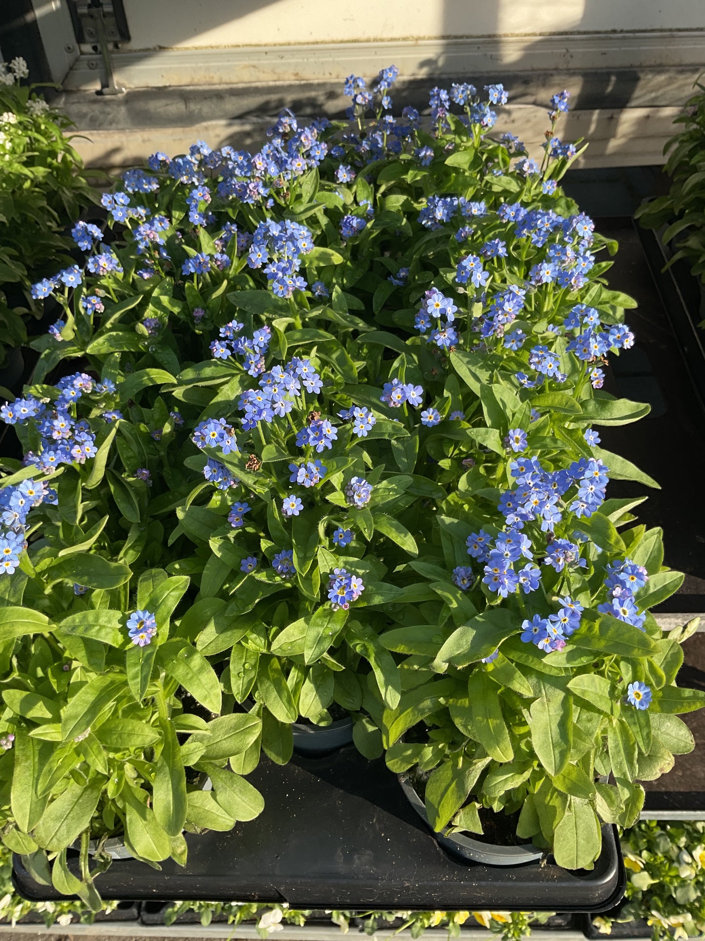 Myosotis sylvatica Blå P10