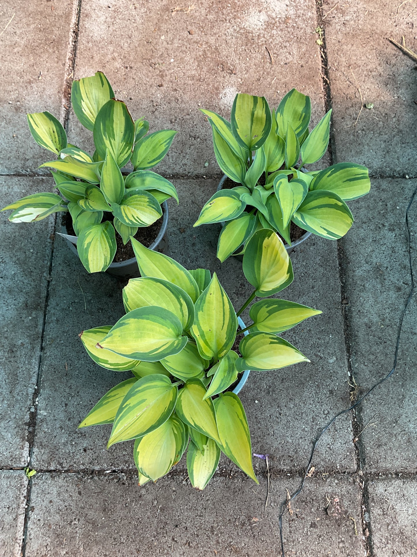 Hosta ‘Dinner Mint’