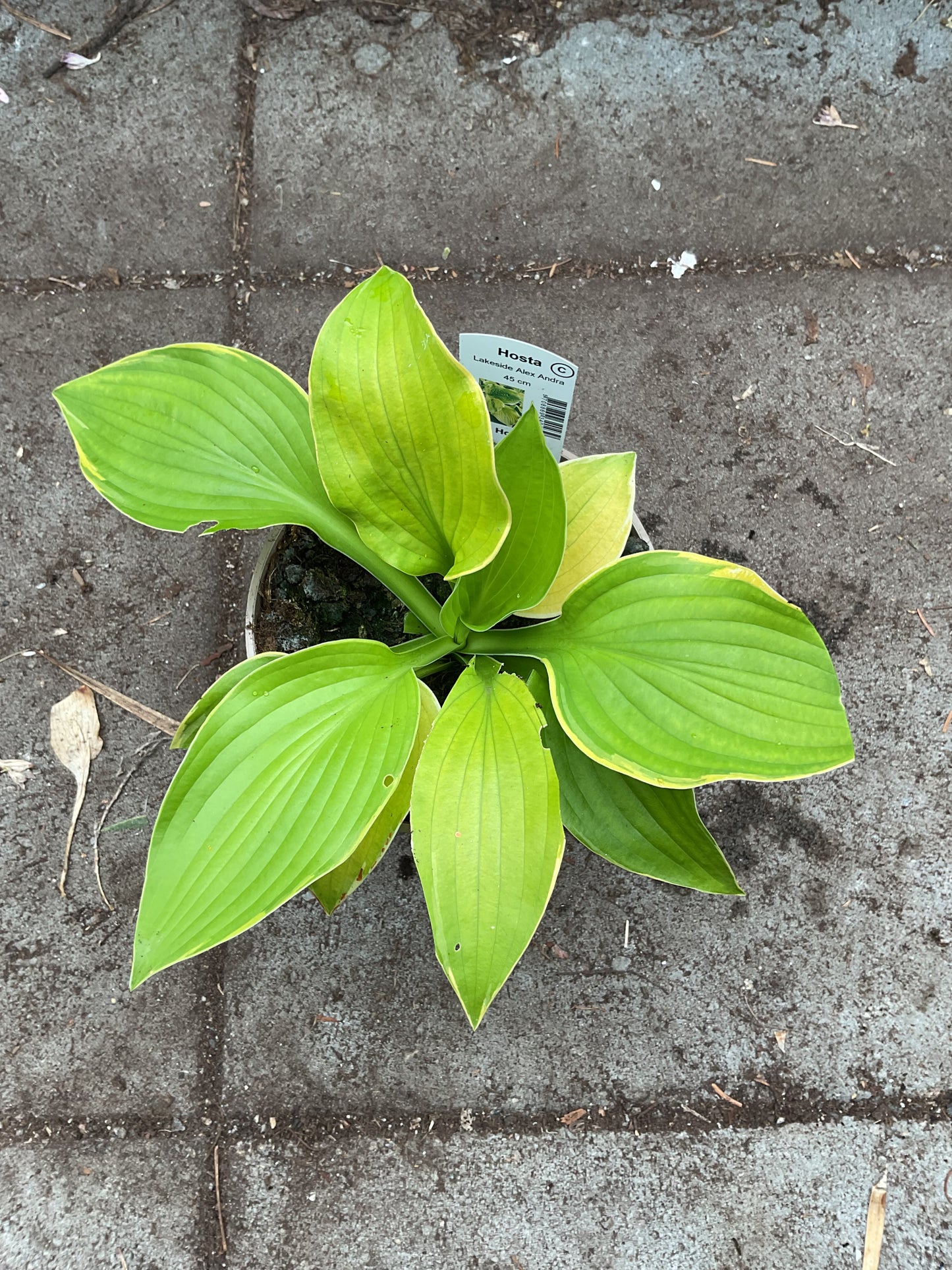 Hosta ‘Lakeside Alex Andra’ P15