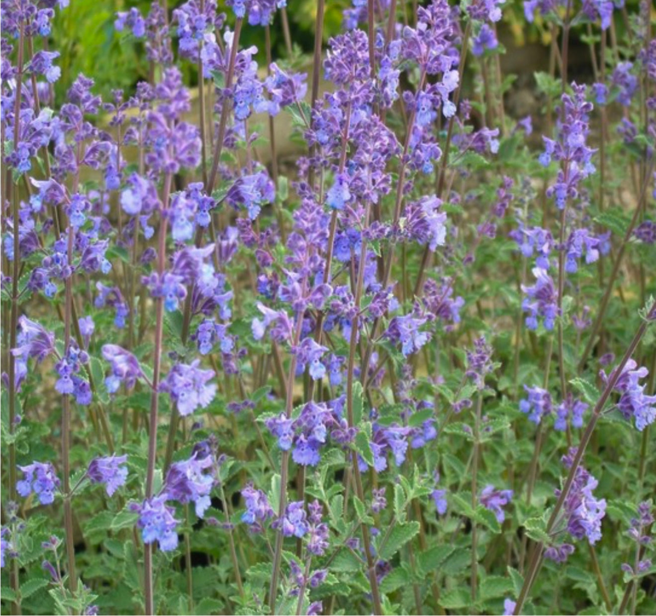 Nepeta faassenii ‘Walkers Low’ P11