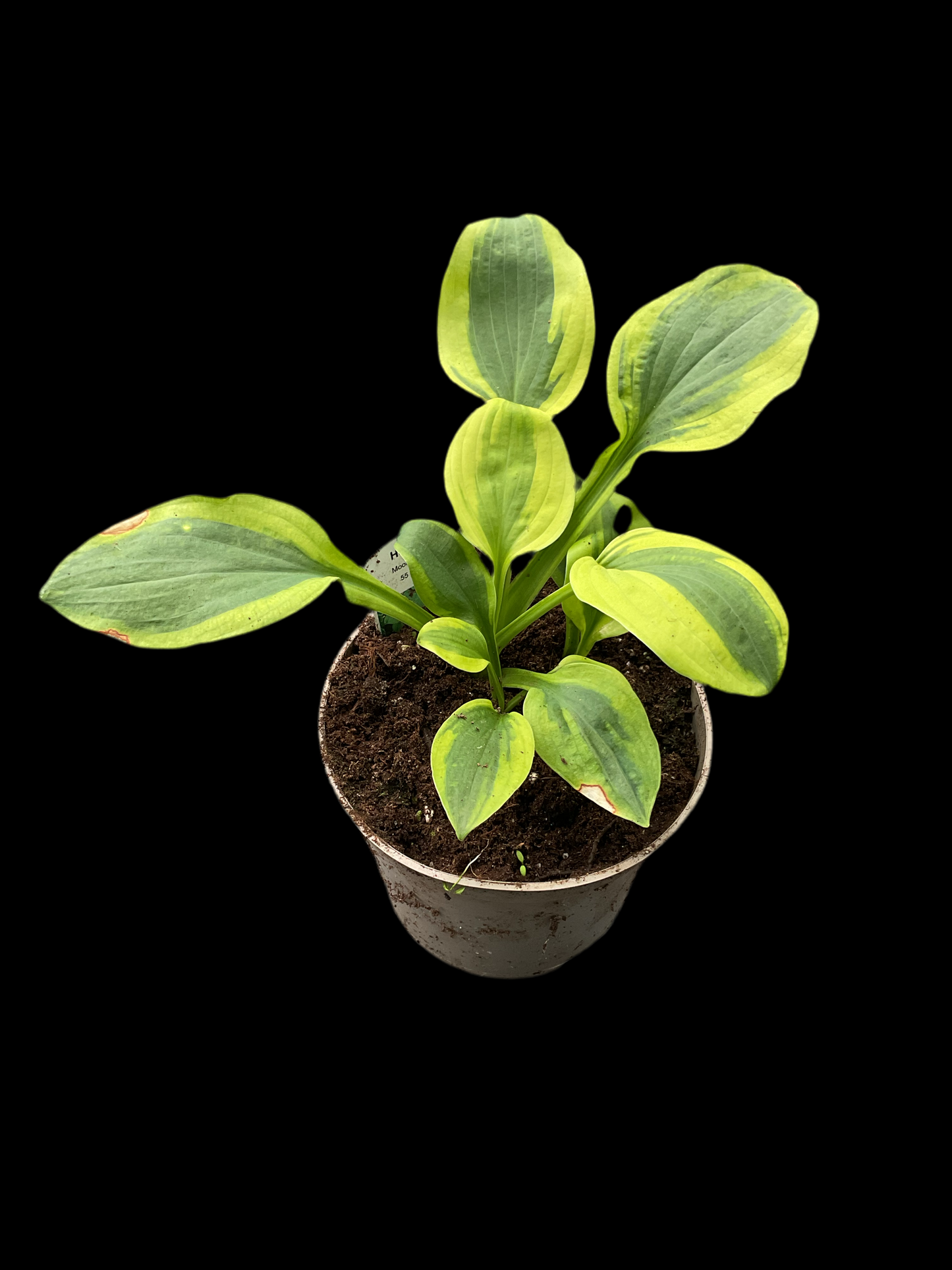 Hosta ‘Moon Split’ P15