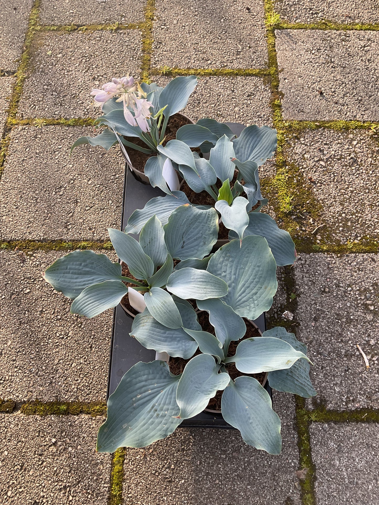 Hosta ‘Stuck on Blue’ P15