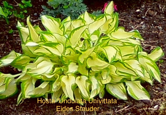 Hosta ‘Undulata Undulata’