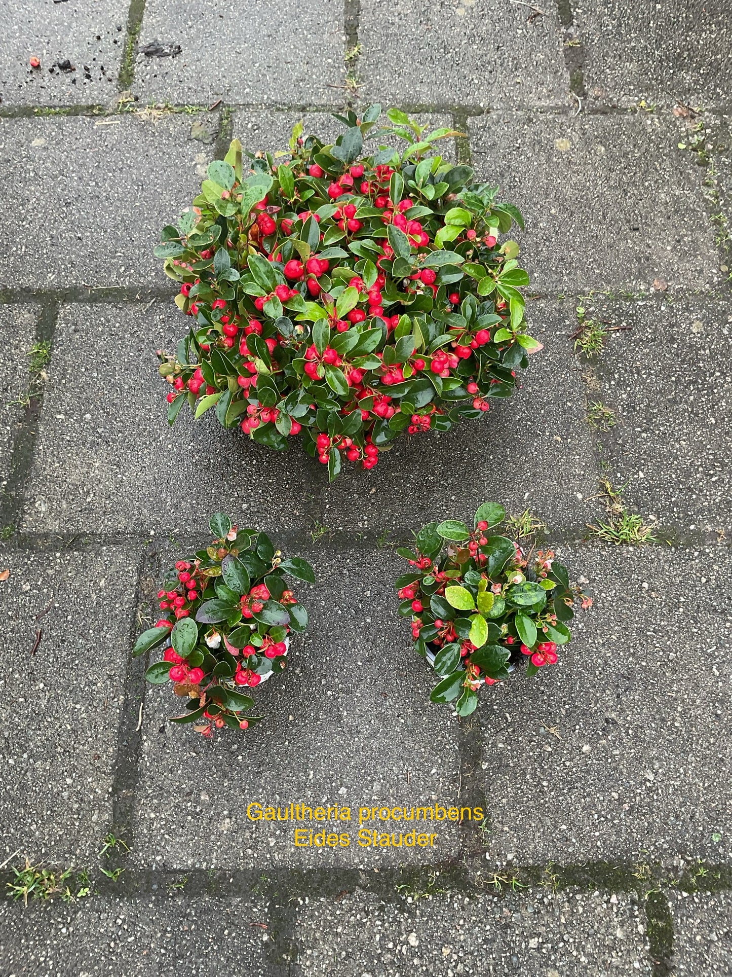 Gaultheria procumbens P11