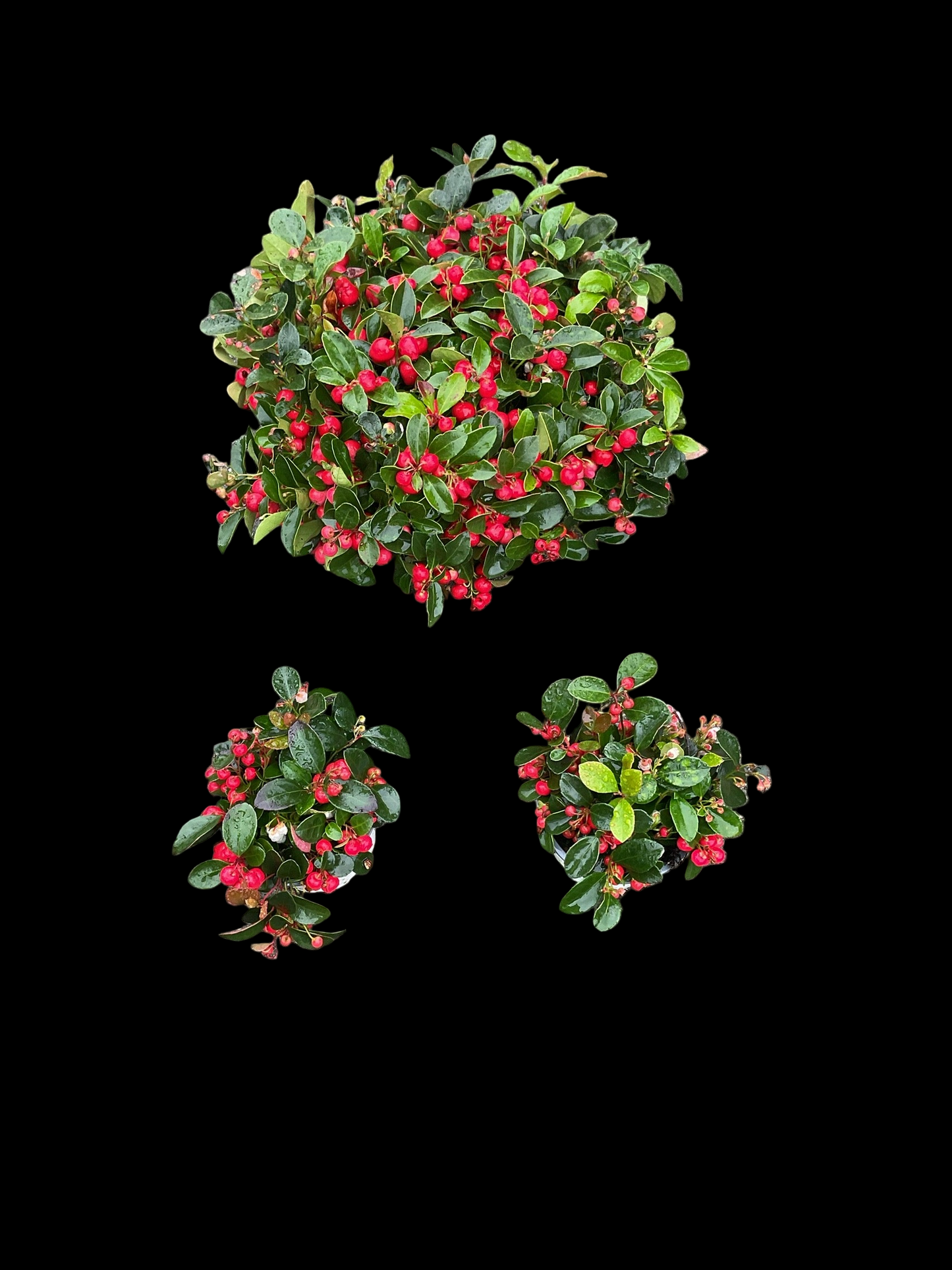 Gaultheria procumbens P11