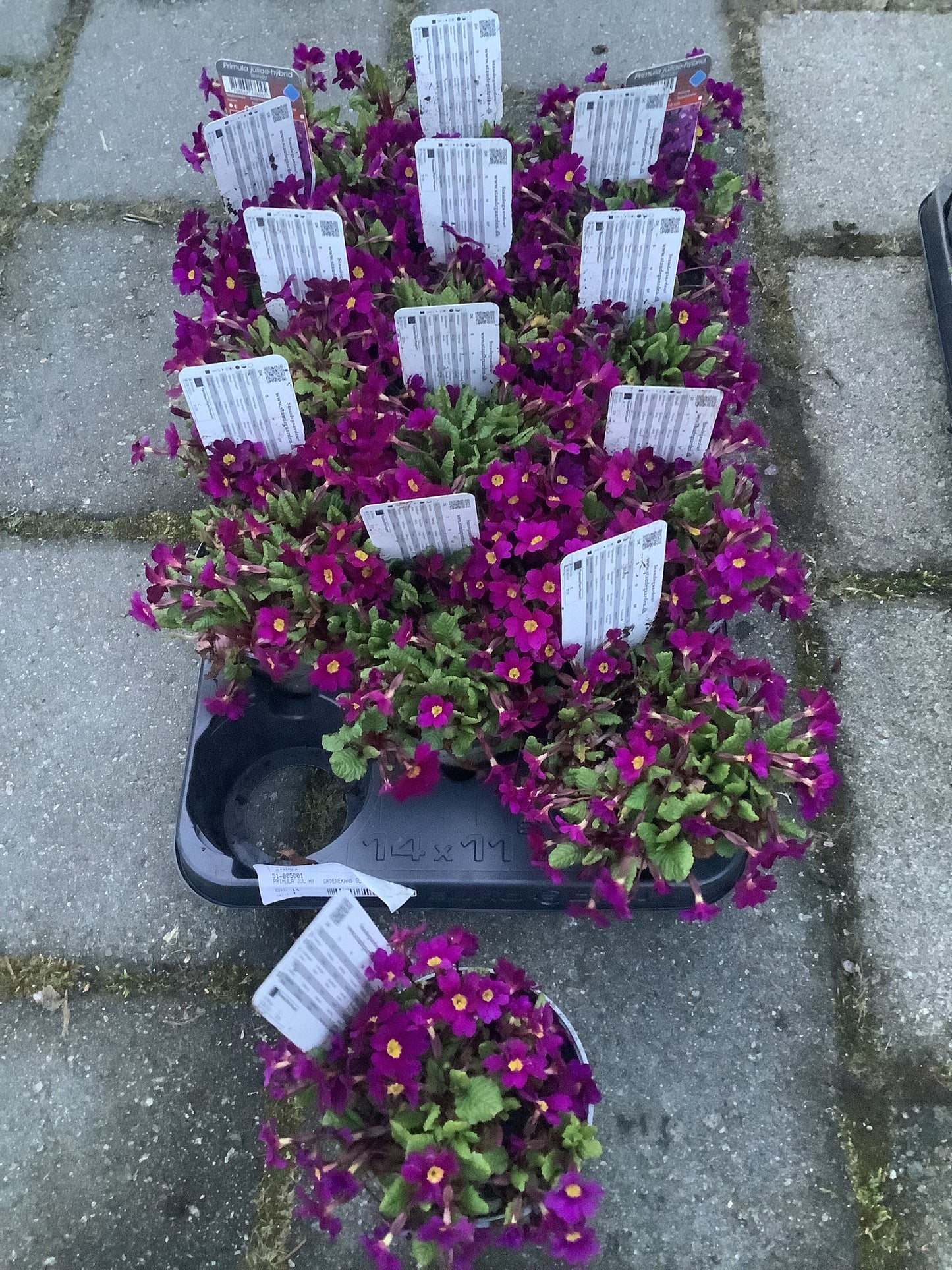 Primula juliae ‘Old Port’ P11