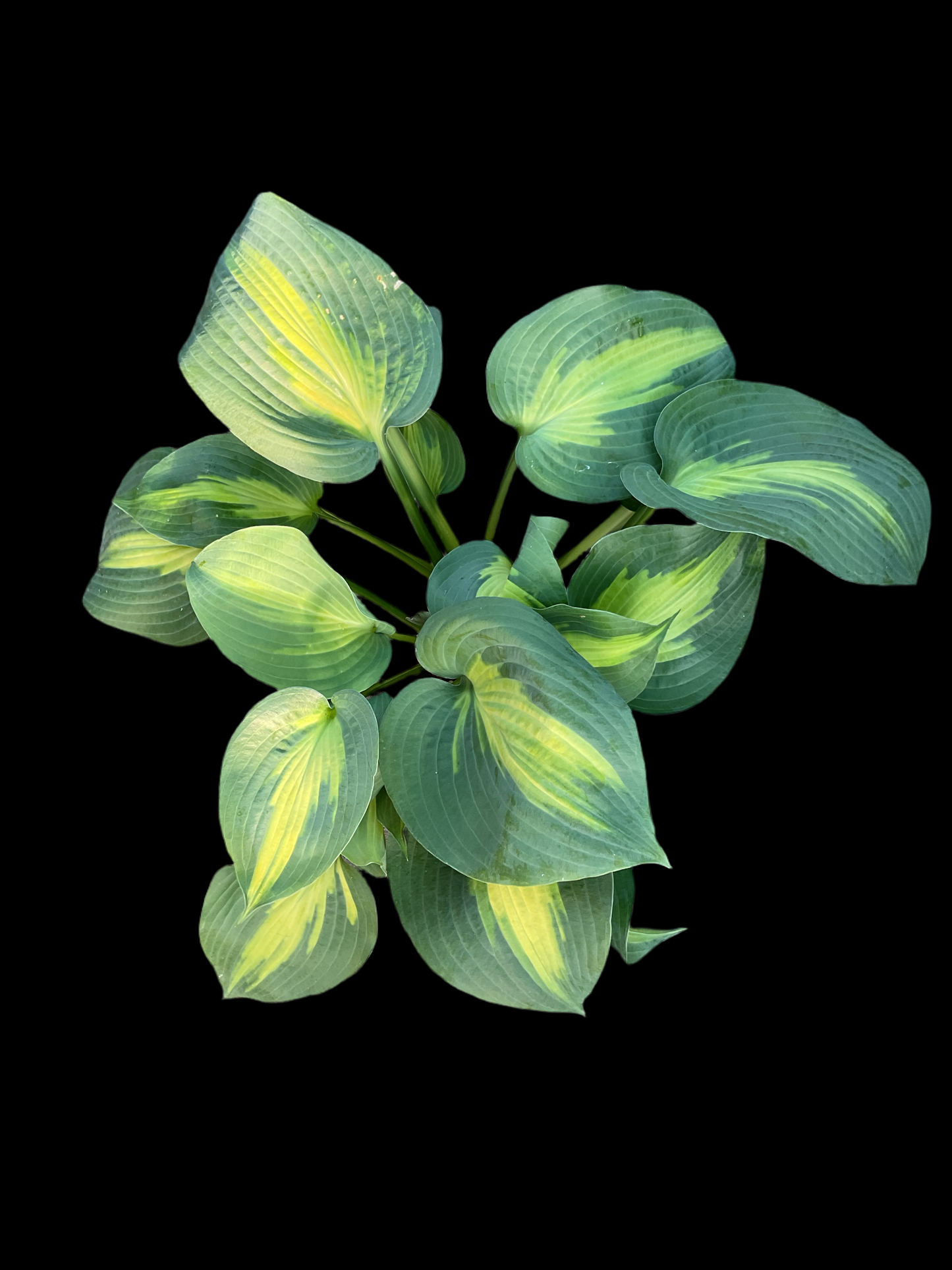 Hosta ‘Lakeside Shore Master’ P15