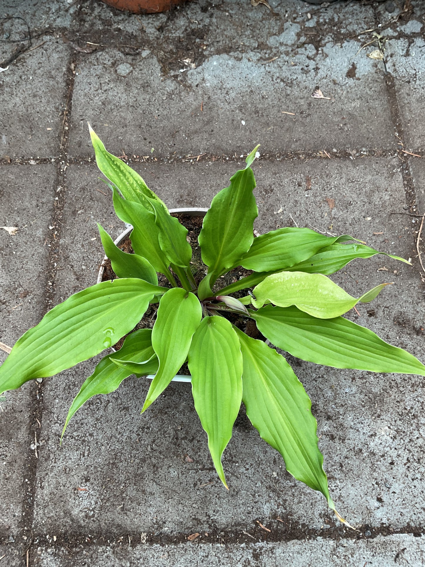 Hosta ‘Shimmy Shake’ P15